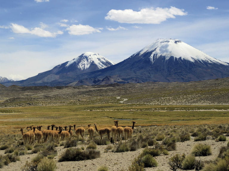 A herd of llamas in the shadow of Parinacota Volcano, Chile
