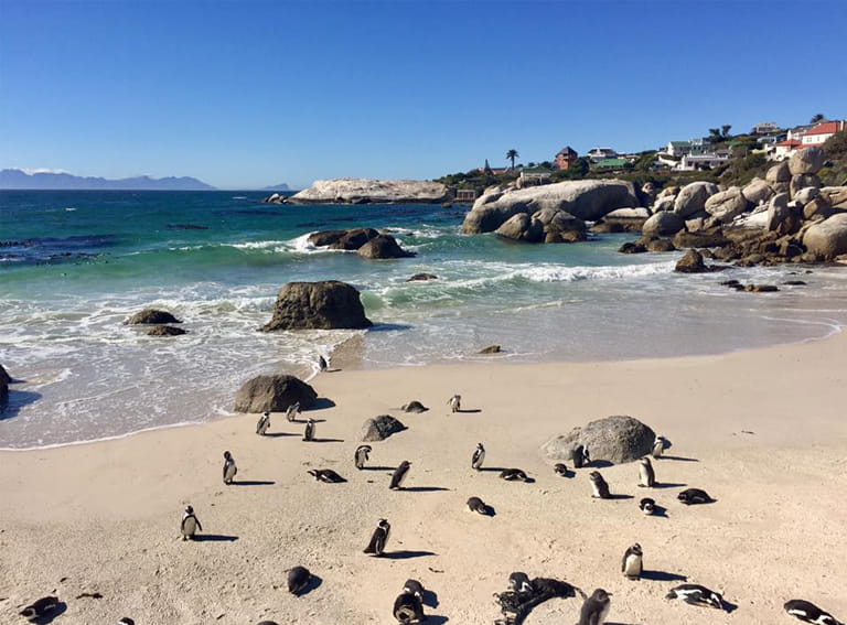 Boulders Beach, Cape Town, South Africa