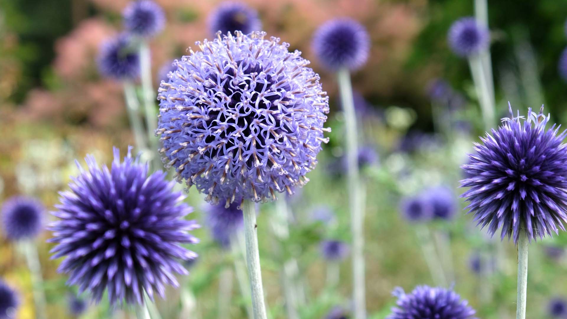 Purple headed flowers