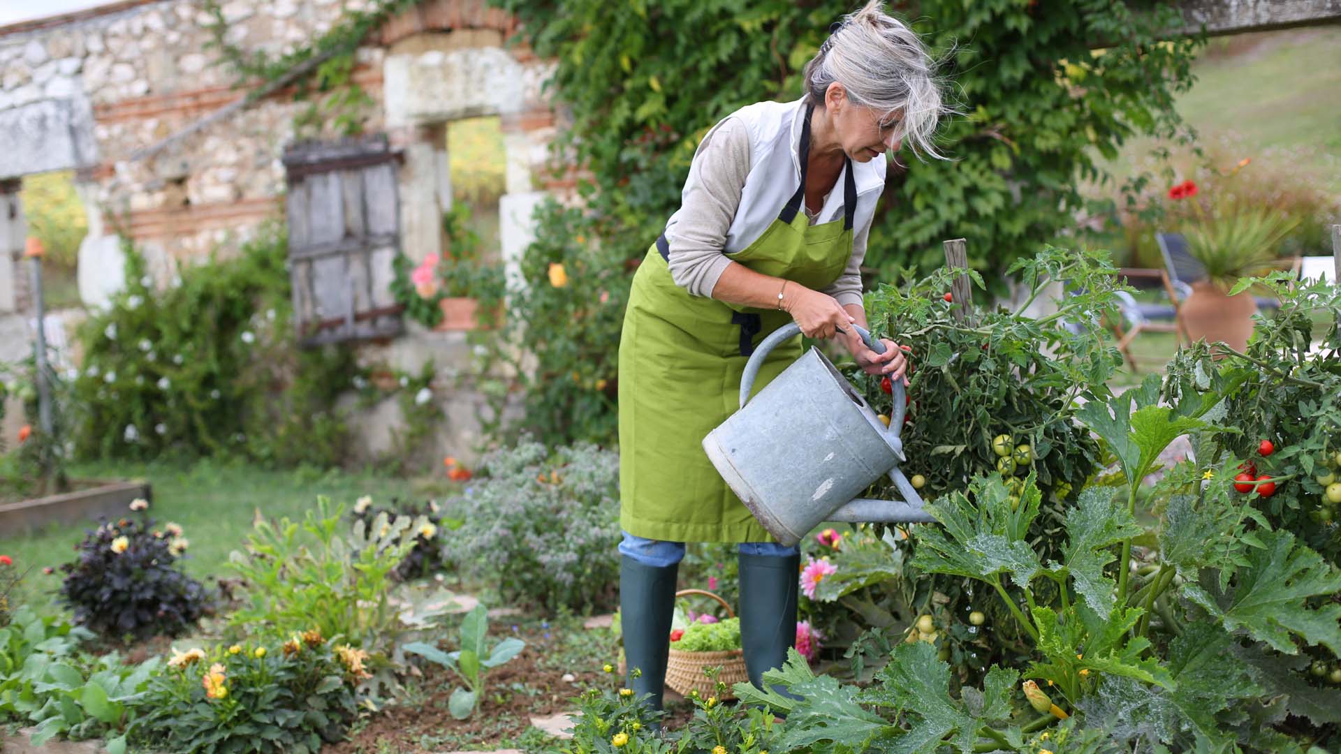 An older woman with greying hair wearing a green apron waters a flowering border from a silver watering can in a walled garden.