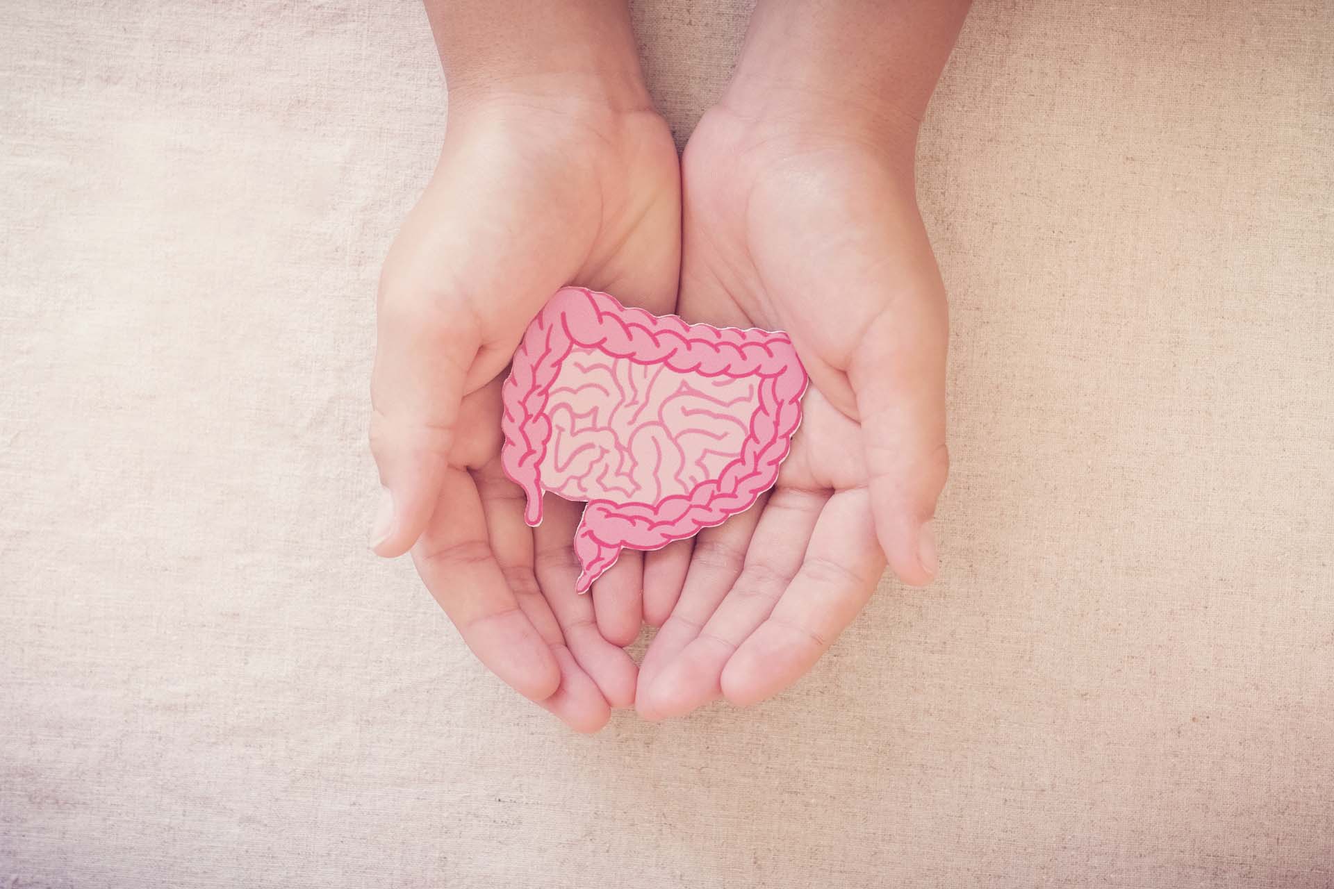 Two hands holding a small pink model of the intestine.