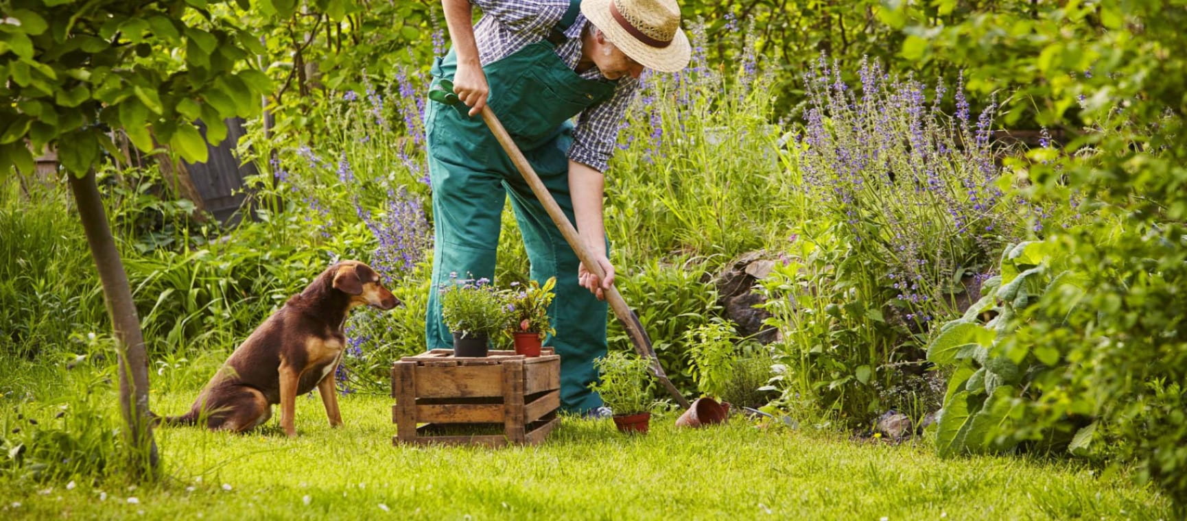 A man gardens with a dog |  Shutterstock/upixa