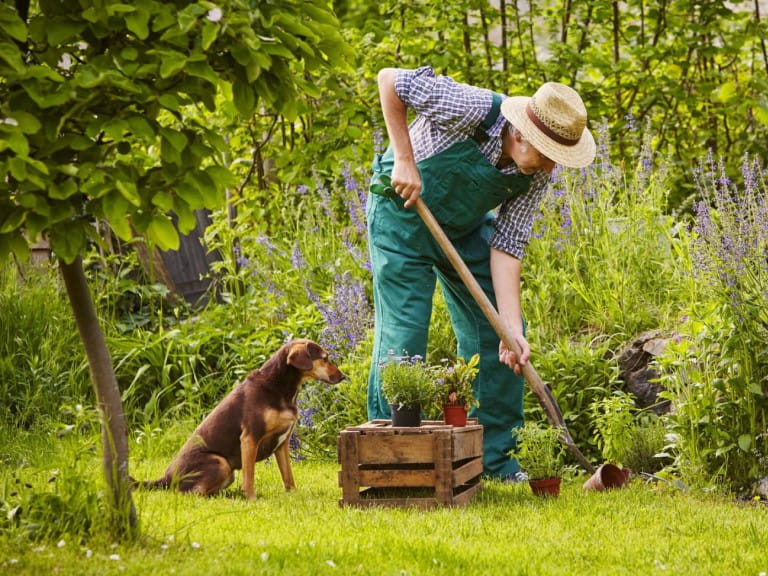 A man gardens with a dog |  Shutterstock/upixa
