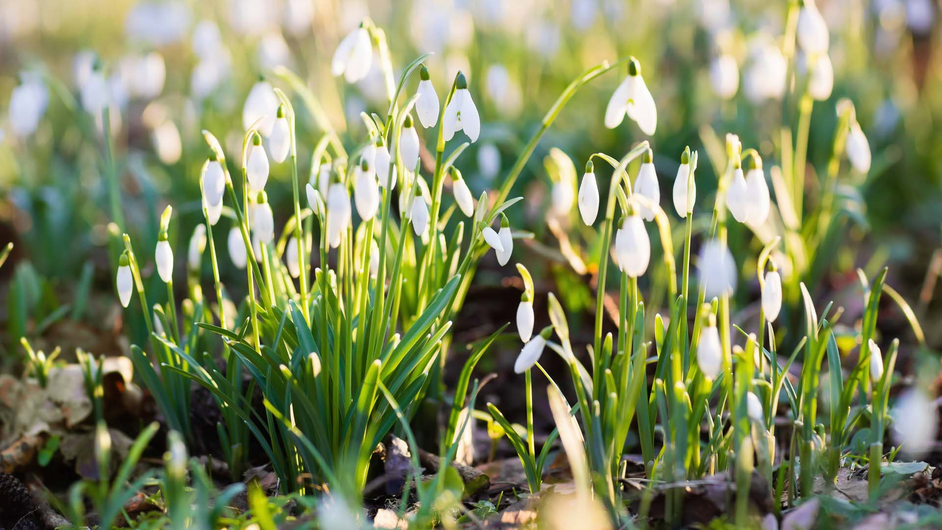 Galanthus nivalis, snowdrop