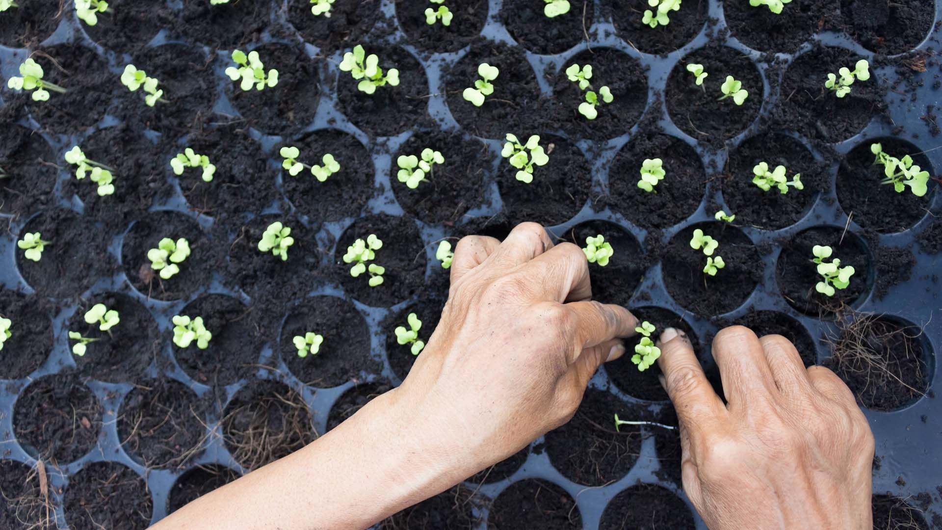 Module trays must have drainage holes