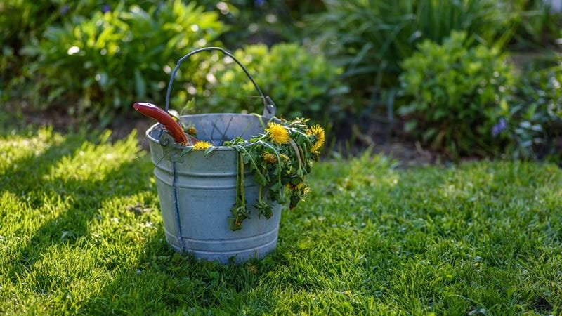 Weeding can burn up to 200 calories in 30 minutes