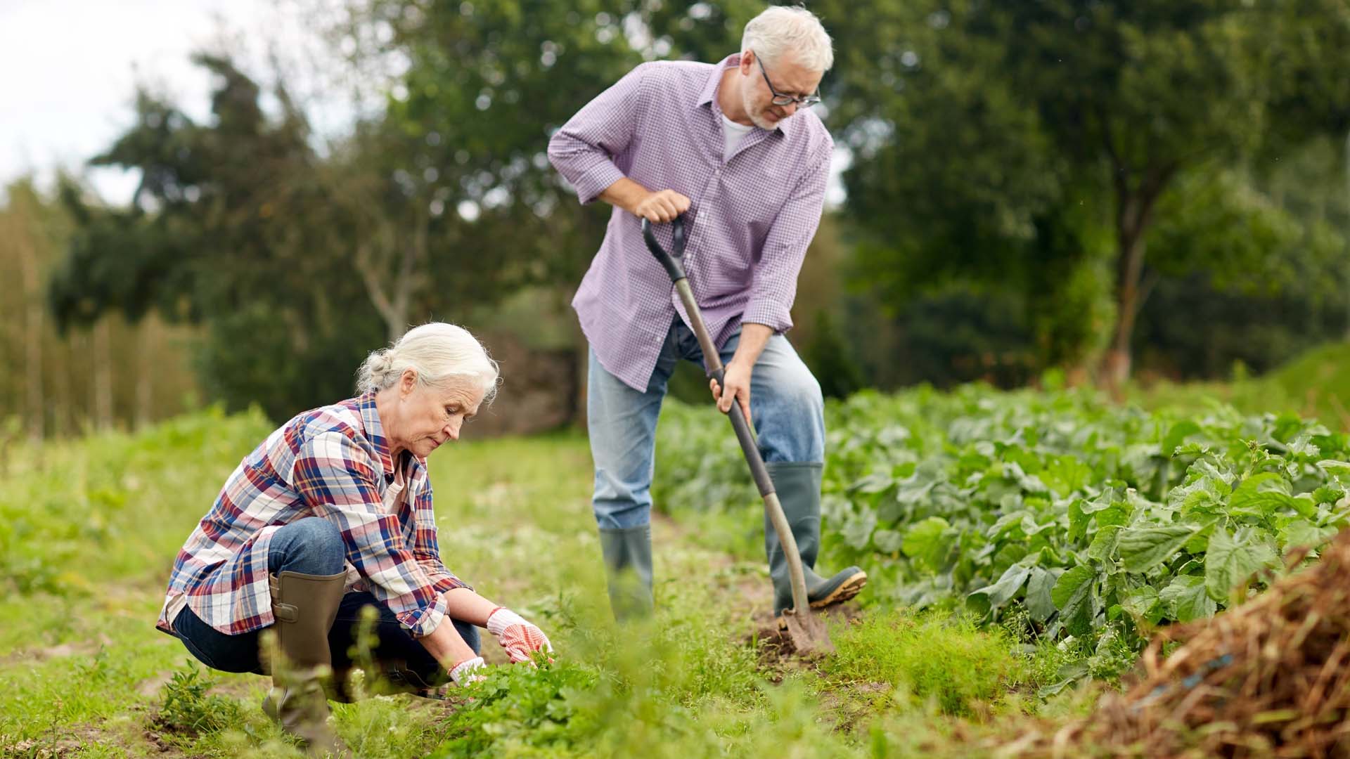 Two people digging in a garden with trees in the background