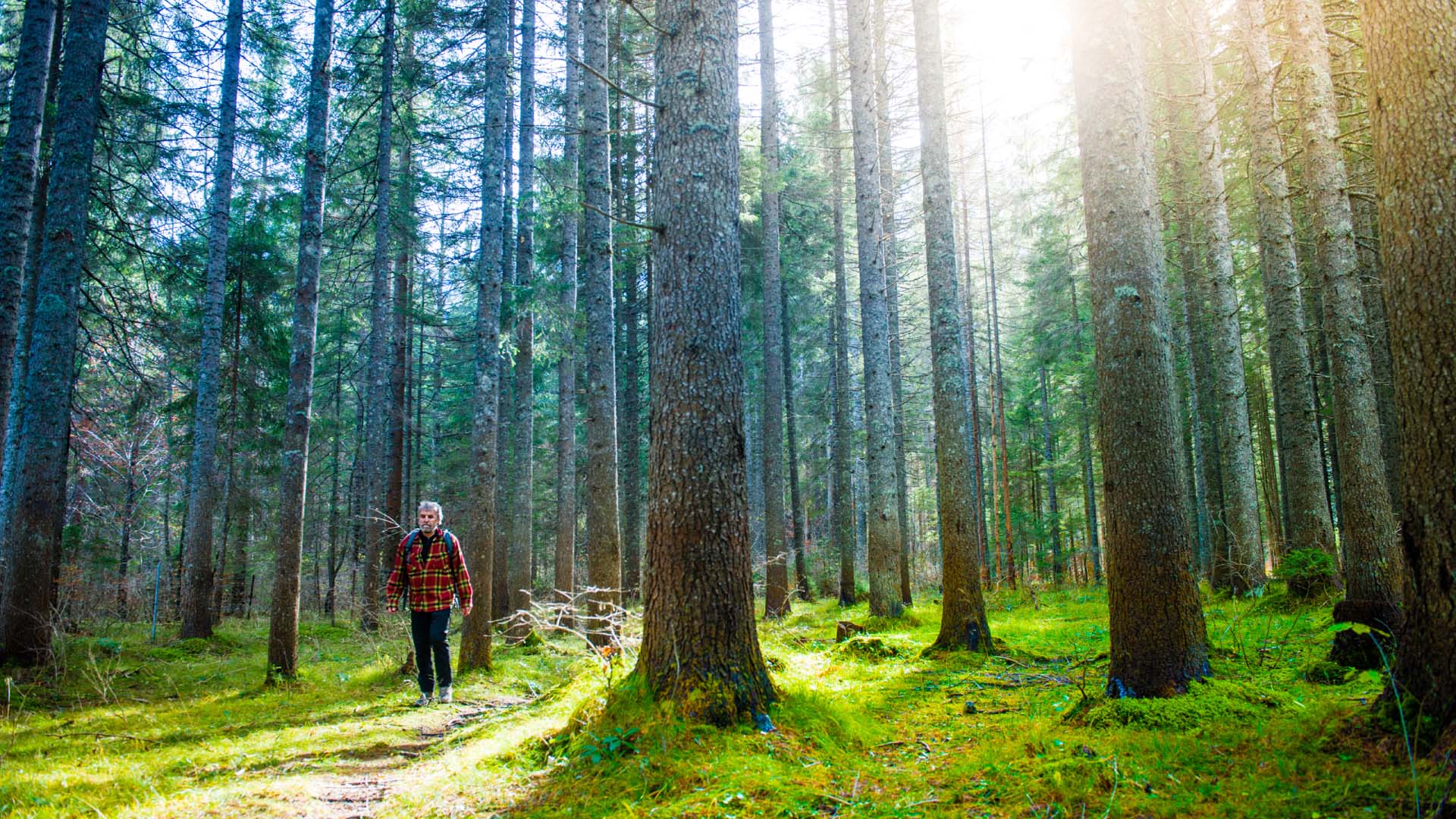 walking in the forest 