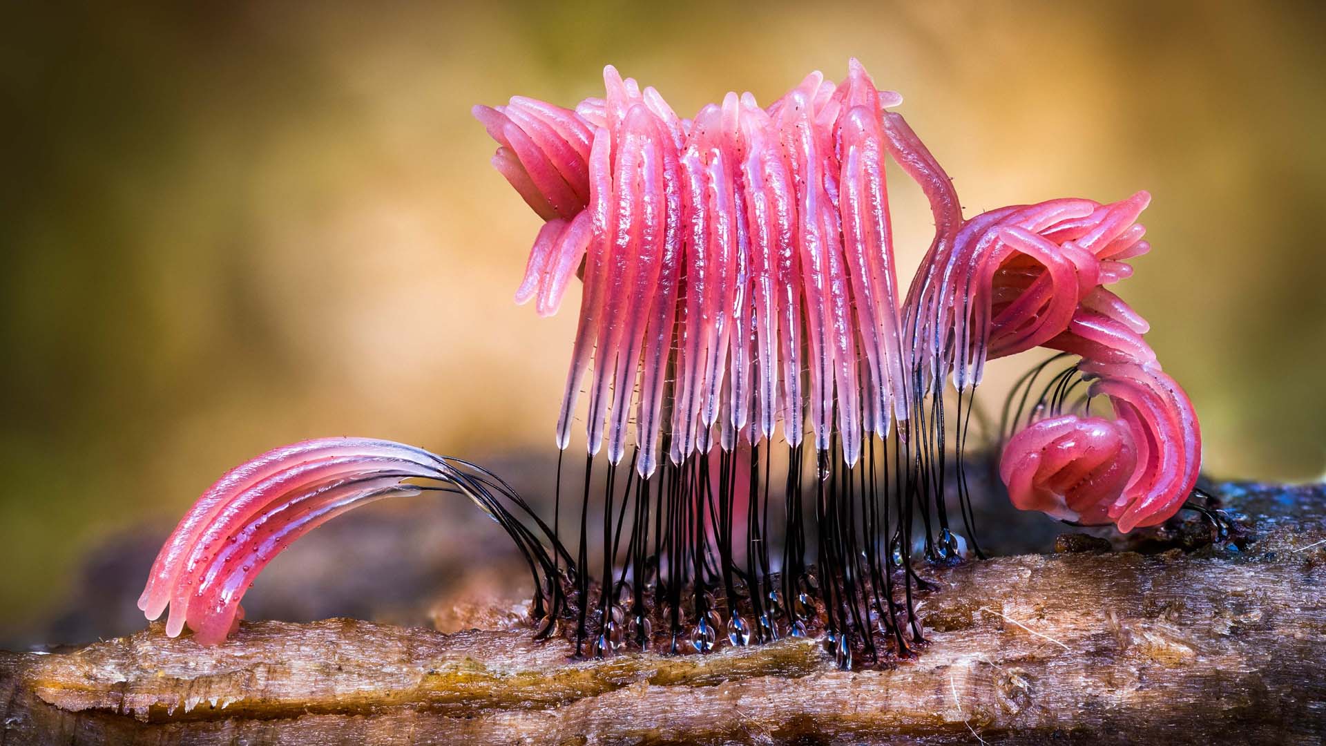 interestingly shaped formation of the slime mould Stemonitis
