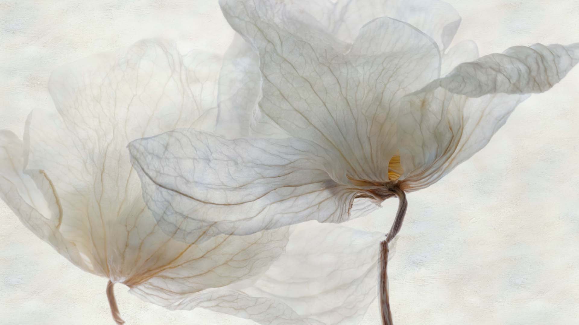 dead white orchid flowers, with a paper-like texture