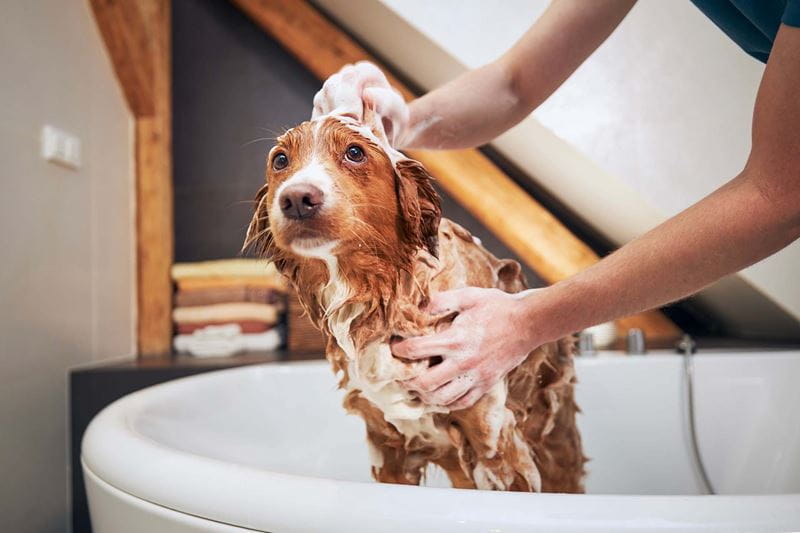 A tan-coloured dog being shampooed in a bath