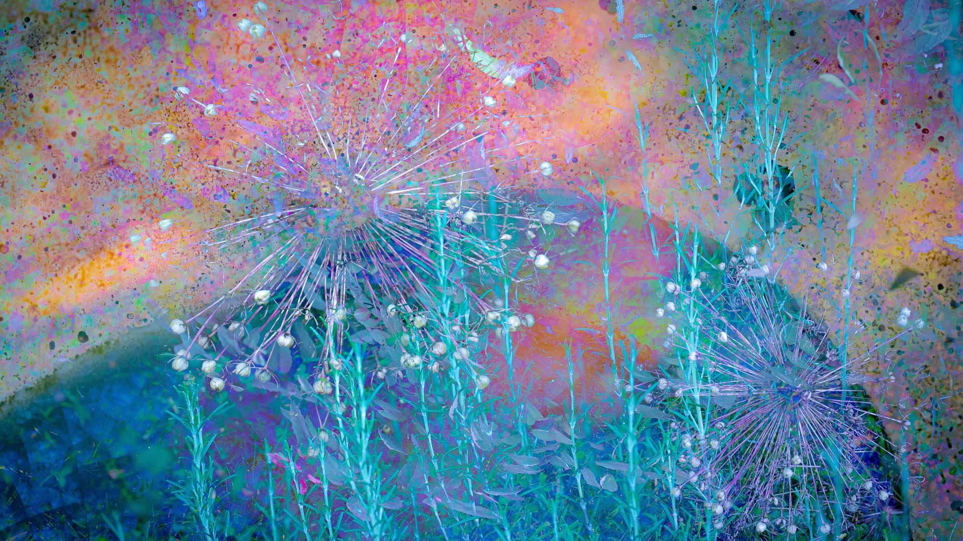 Various plants layered over each other in a riot of colour and textures