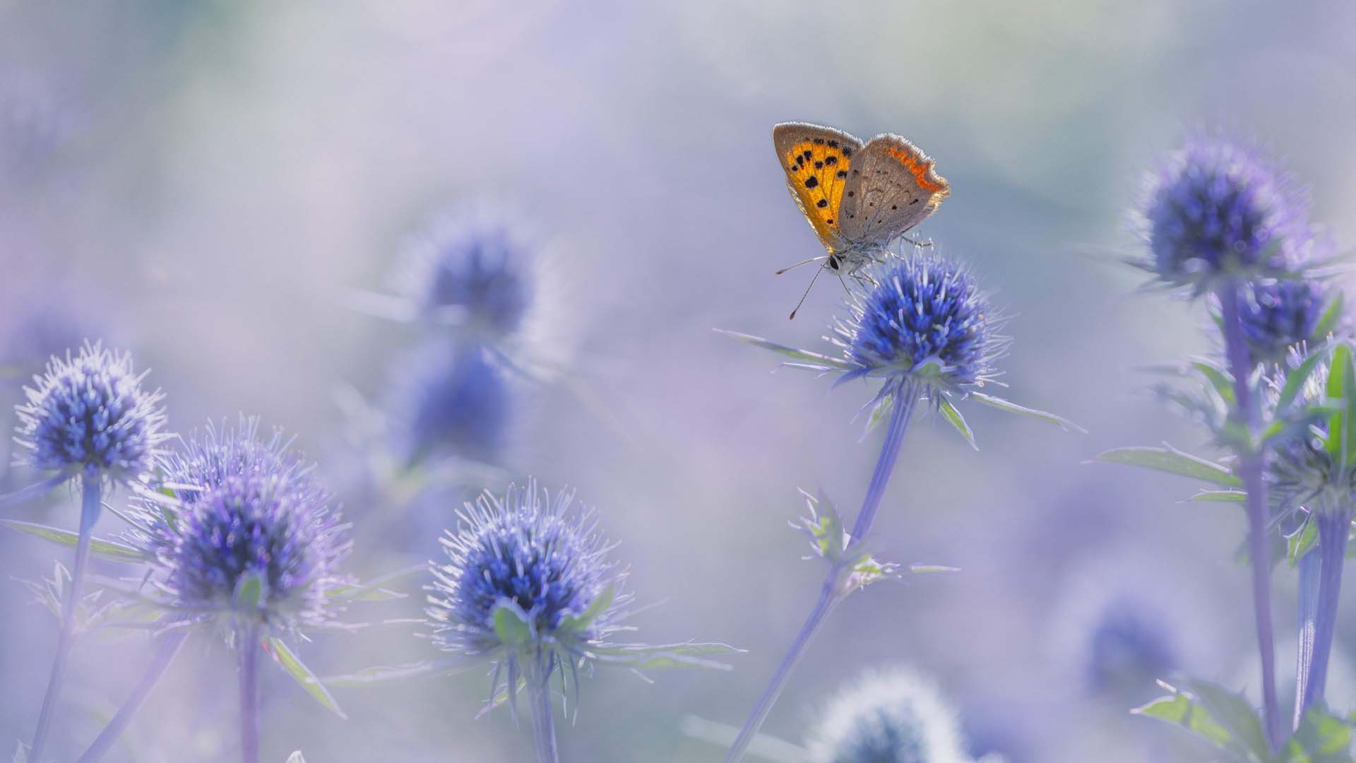 small copper butterfly with blue Eryngium flowers