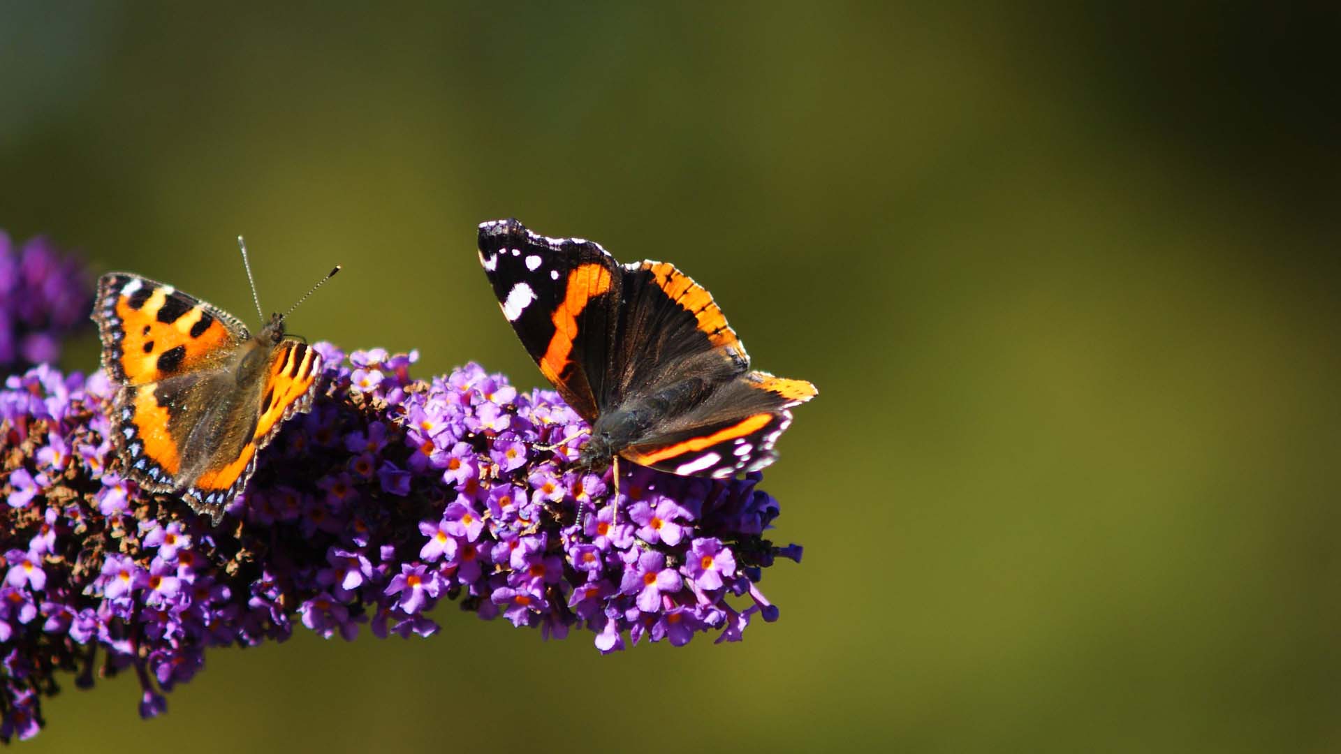 Buddleia plants attract butterflies like the small tortoiseshell and red admiral