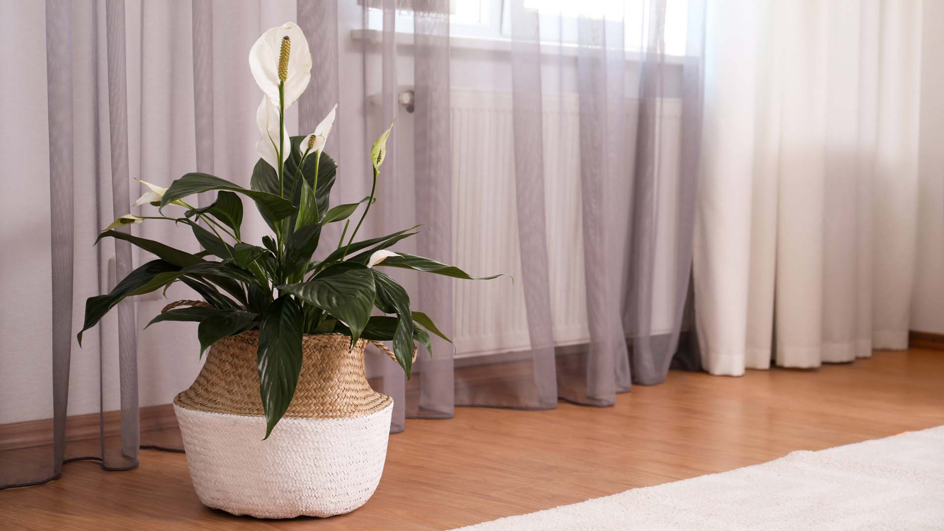 Peace lilies are a popular gift