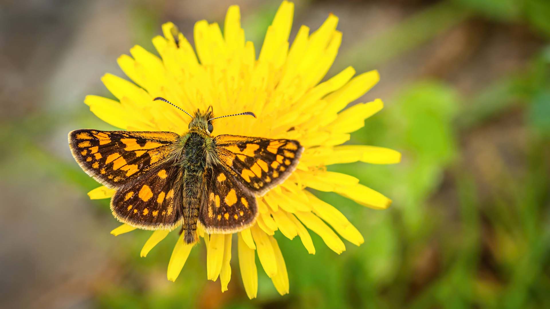 The chequered skipper has been successfully reintroduced to areas in England