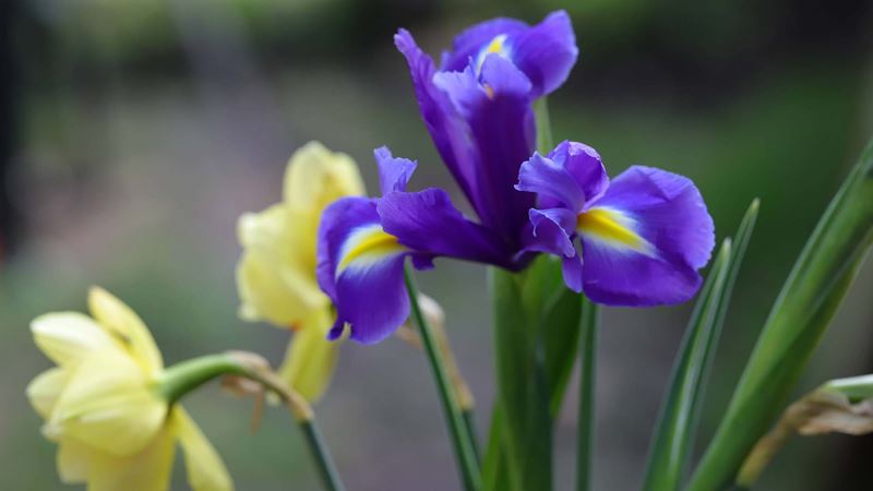Single blue iris flower and yellow daffodils in a Spring posy