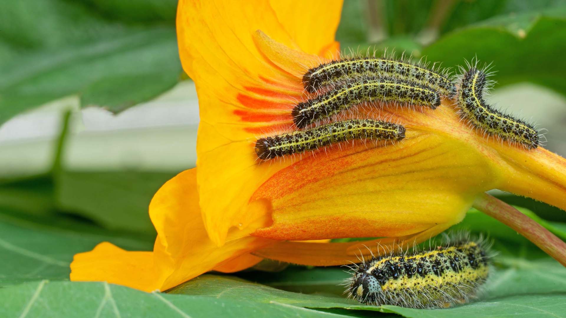 Nasturtium plants make a great snack for caterpillars