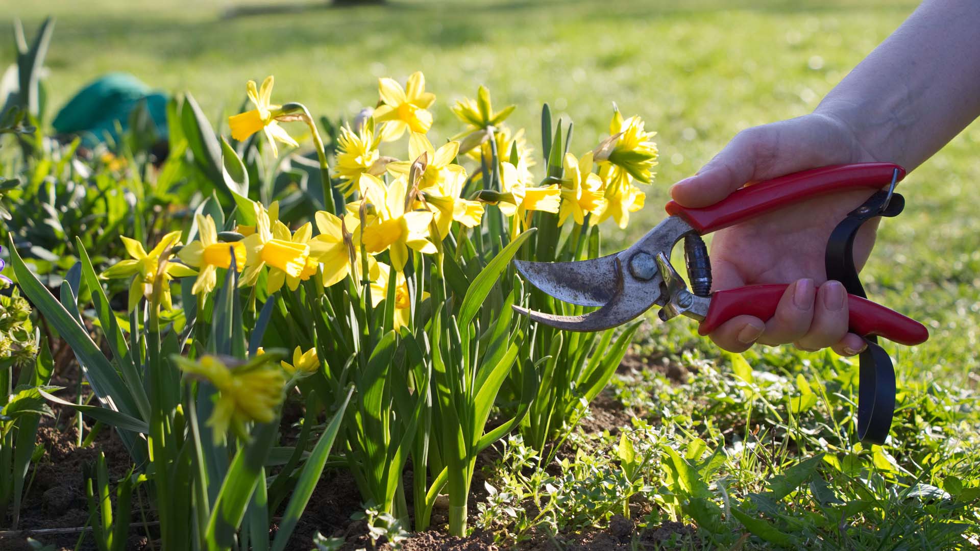 Woman's hands cutting daffodils growing in her garden using secateurs