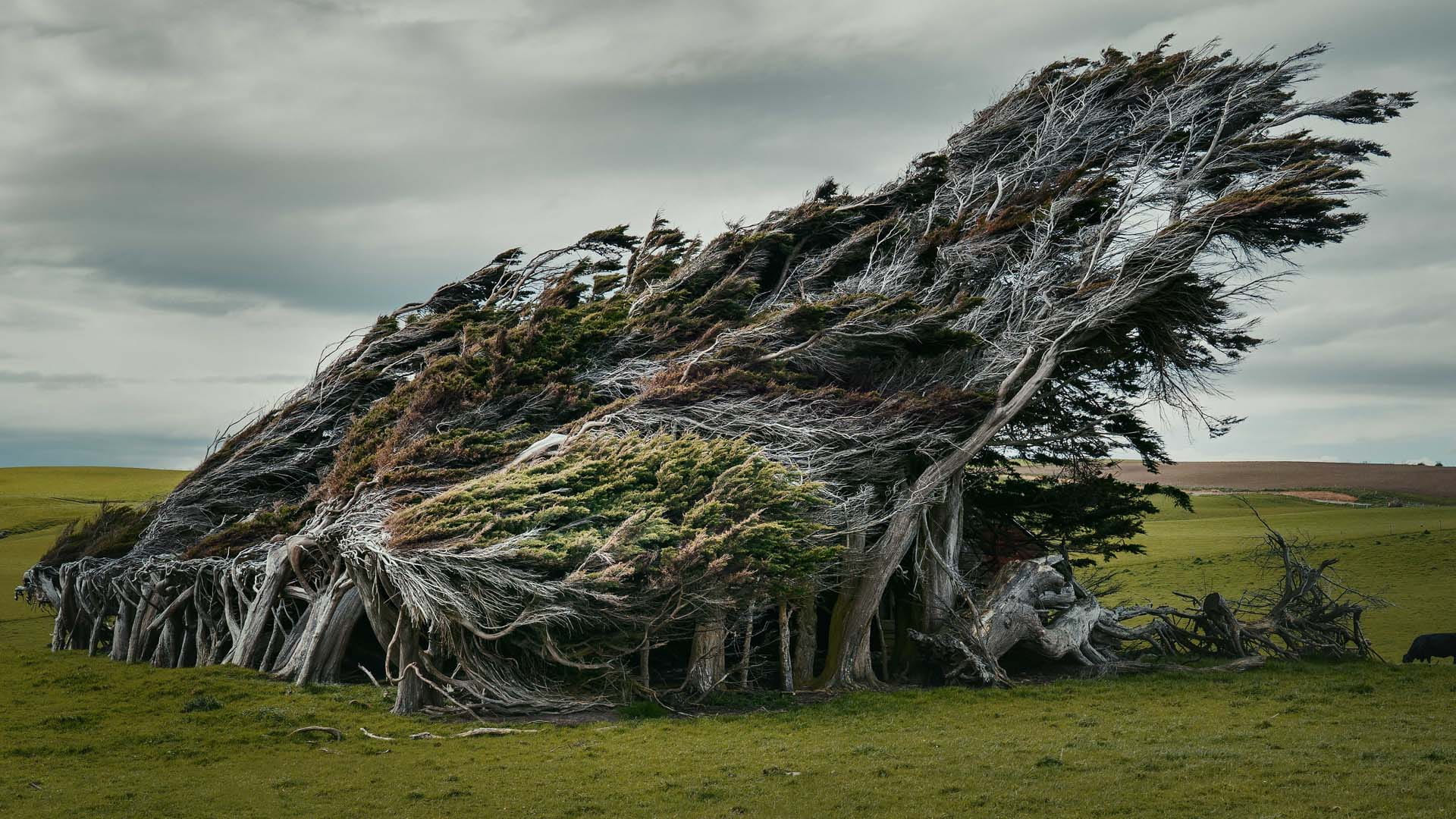 Perpetually windswept and warped group of  trees in a green field