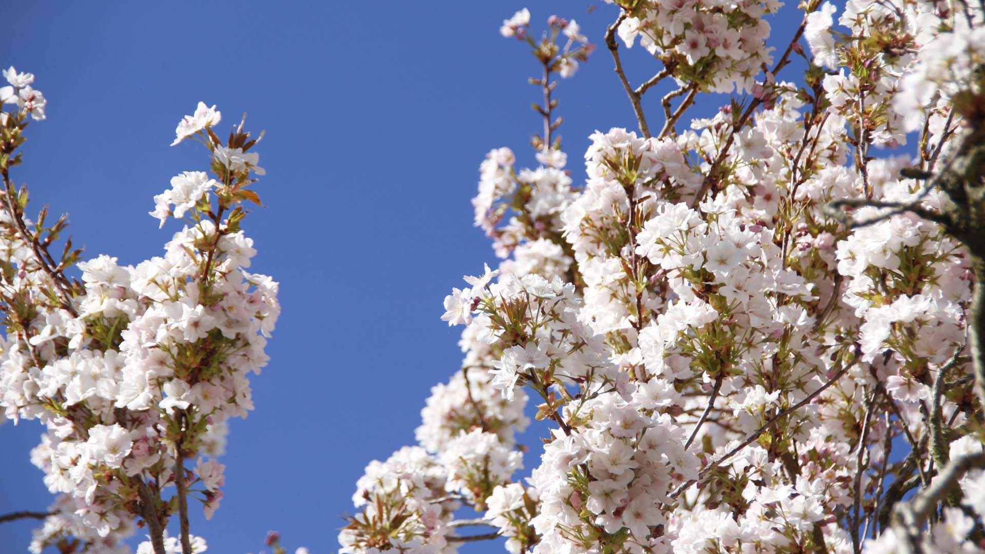 Blickling Estate has more than 4,600 acres of woodland, parkland and farmland