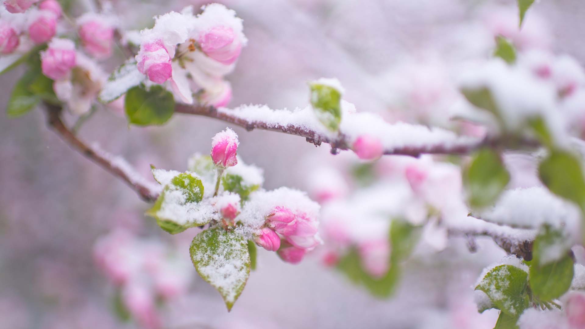Pink apple blossoms covered in frost