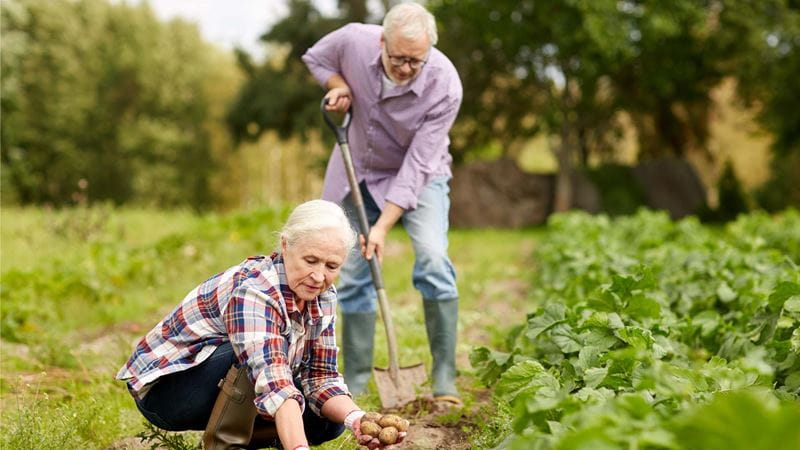 A man and woman gardening; the woman kneels to tend plants while the man uses a spade to dig plants