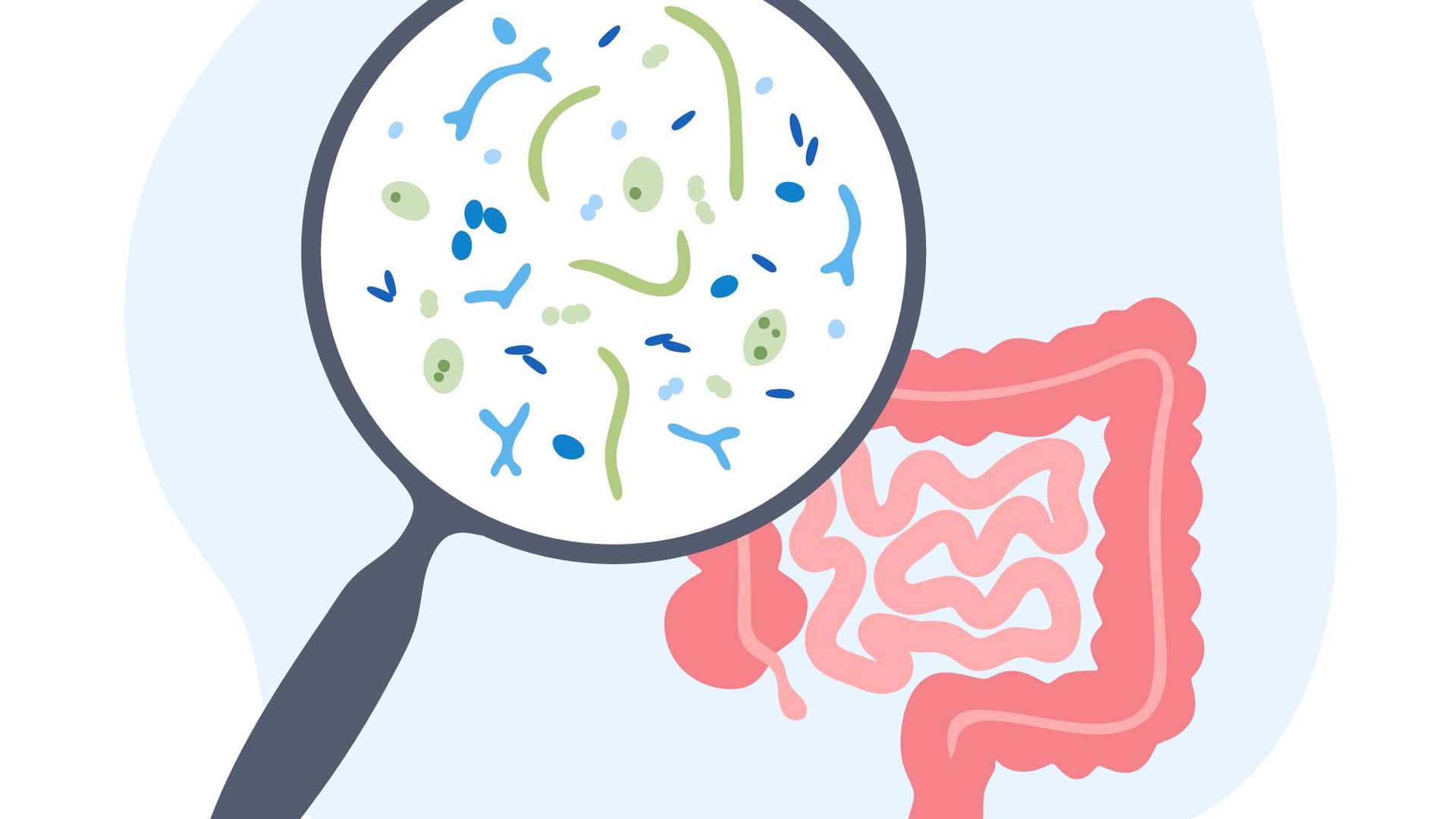 A colour illustration of a gut and magnifying glass