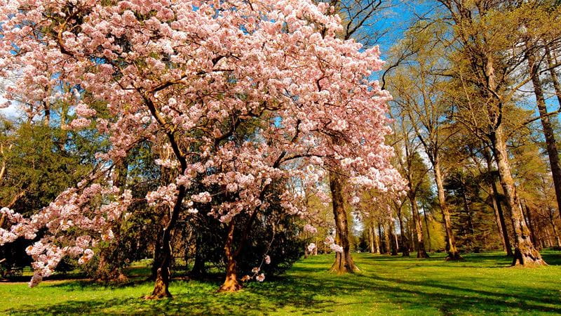 Westonbirt's cherry trees in blossom next to an avenue of lime trees
