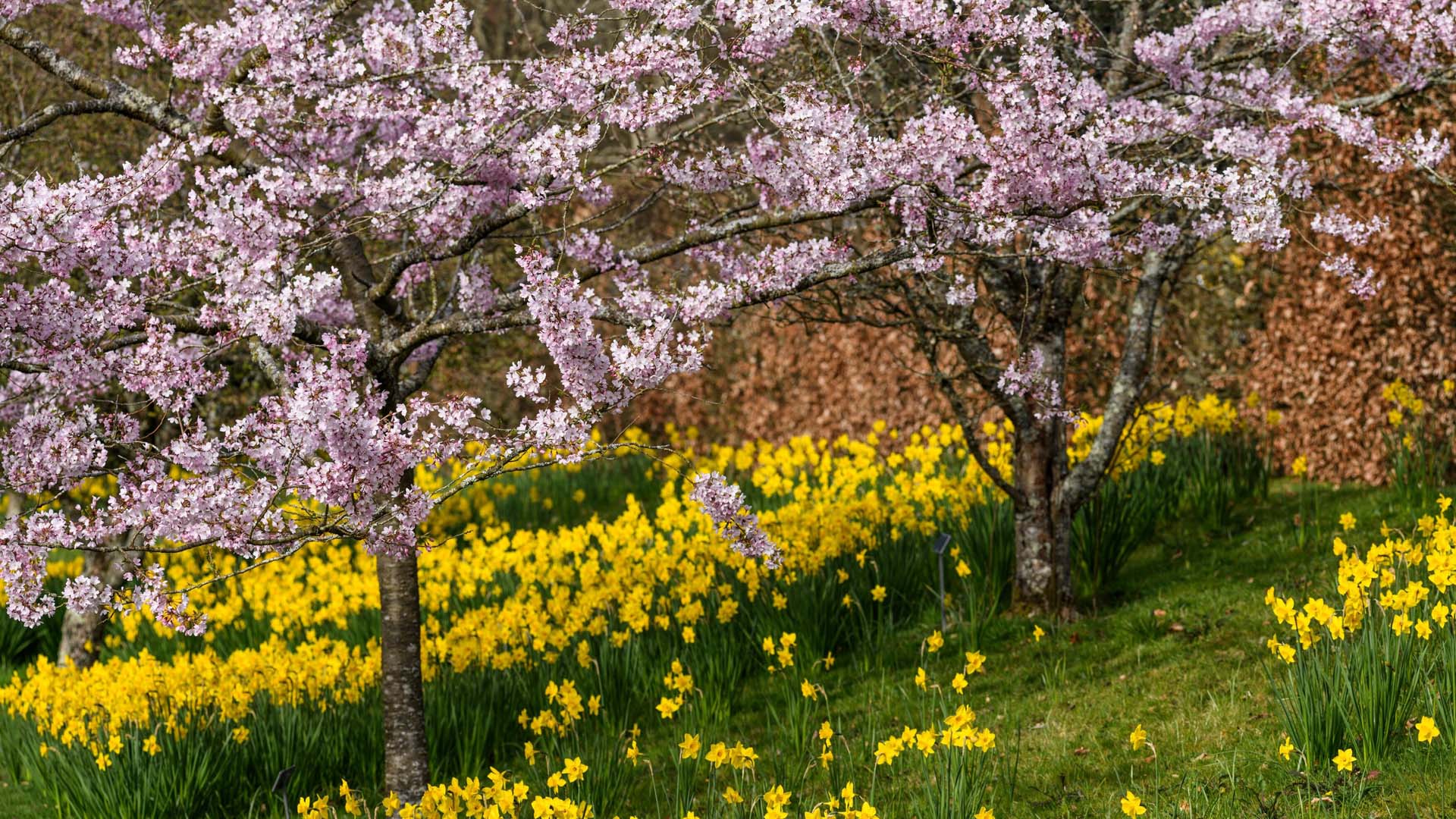Prunus × yedoensis 'Pink Shell' at Rosemoor