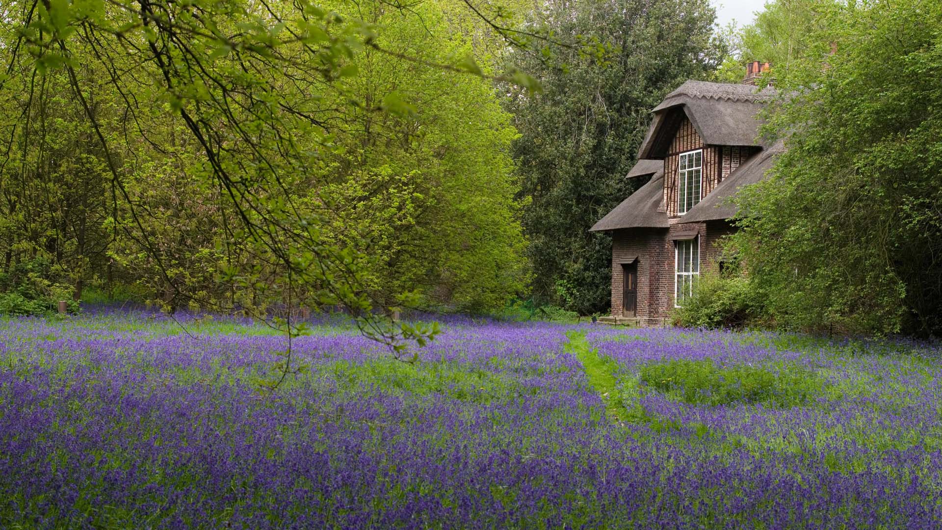 Bluebells envelop Queen Charlotte's Cottage each spring