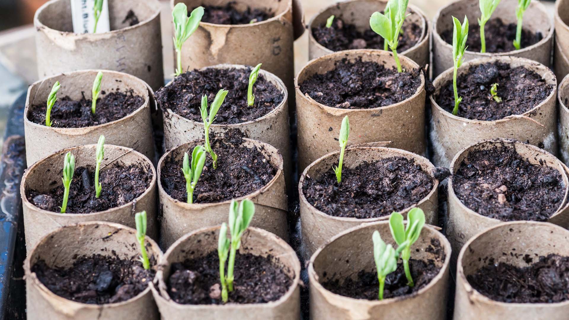 Loo roll inner tubes give sweet pea's long, narrow roots rooms to grow