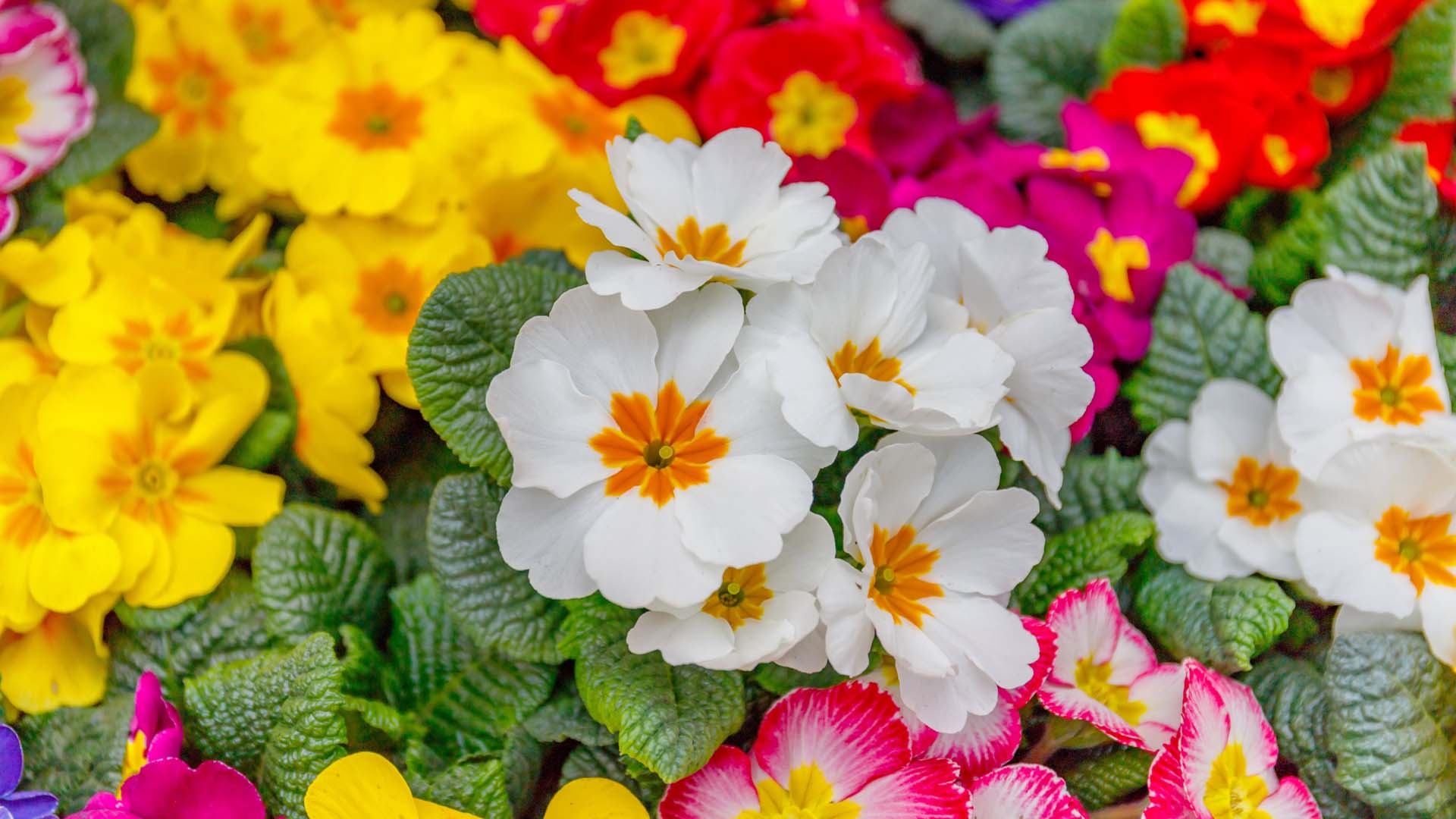Primulas (or primroses) come in a variety of colours