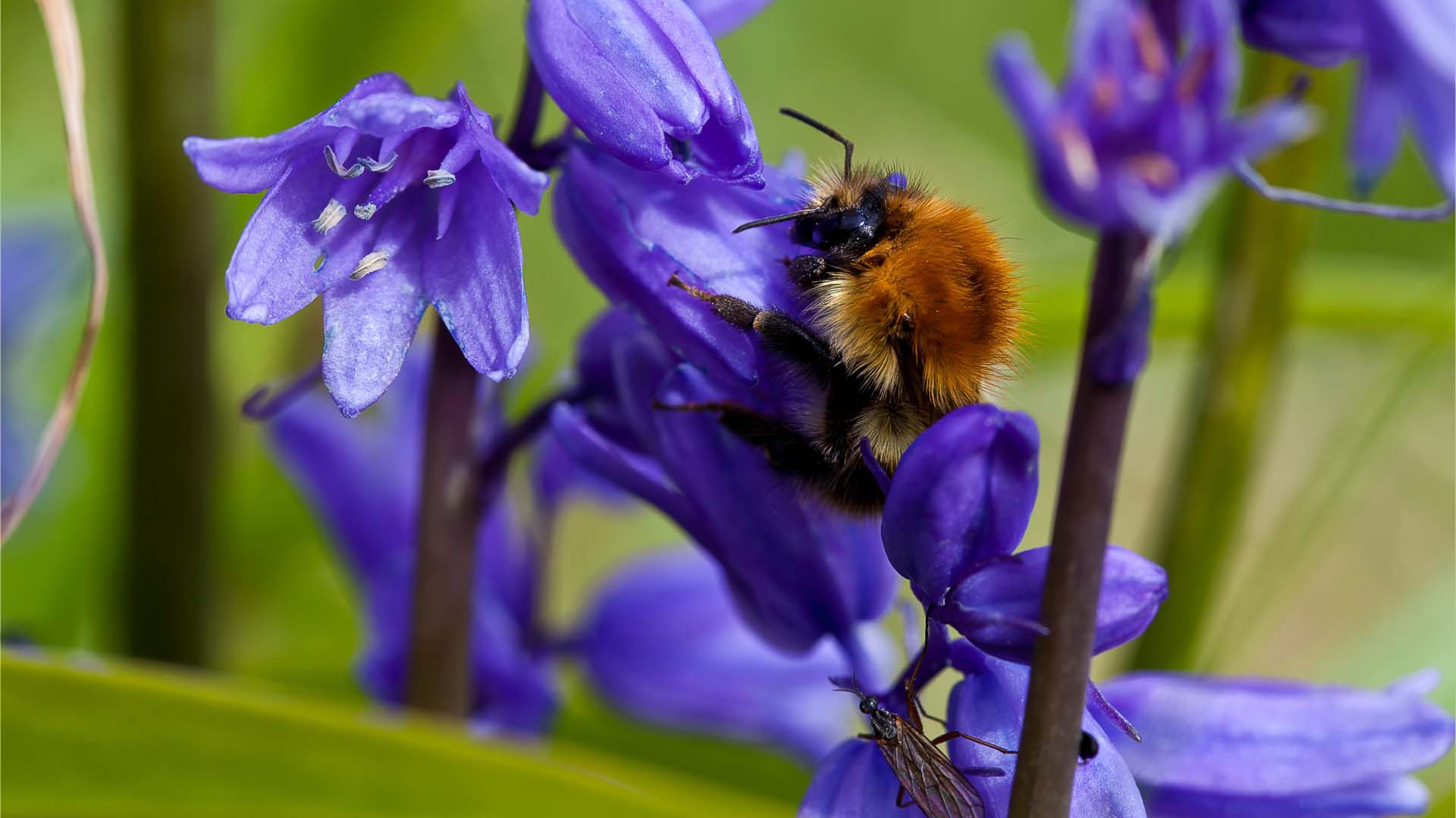 Bluebells in your garden will provide an early source of food for bees and other insects