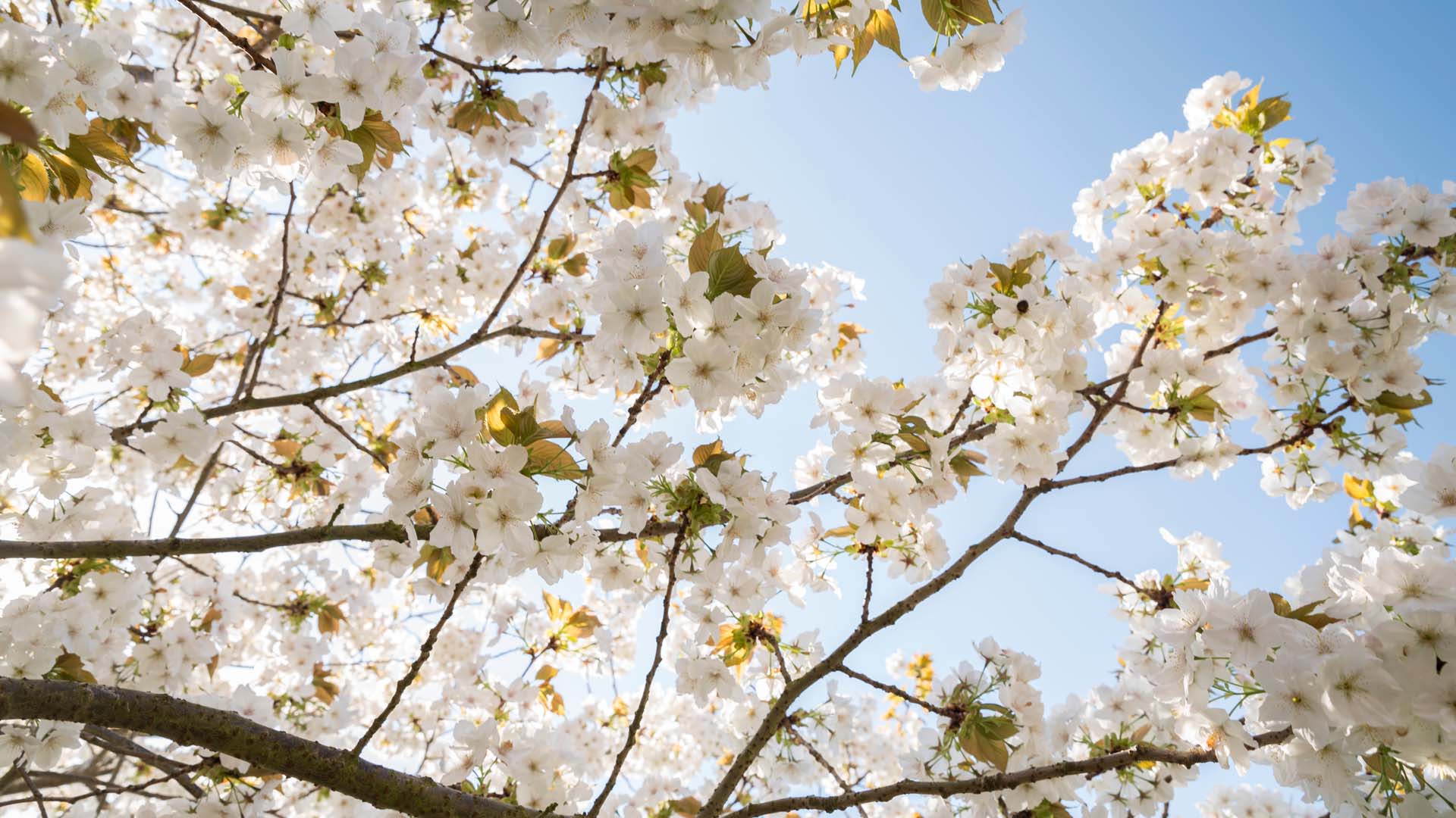 White-flowering ‘Tai Haku’ has been planted at Tatton Park