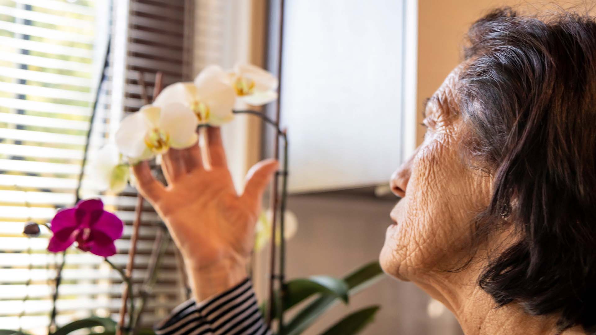 An elderly woman with wrinkled skin, cares and smells her flower orchids, at home, in front of the window. Sun and light. Melancholy, sadness and loneliness. White and purple flowers