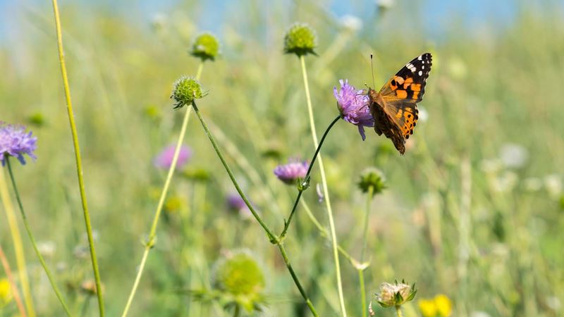 Butterfly populations around the UK have fallen 80%