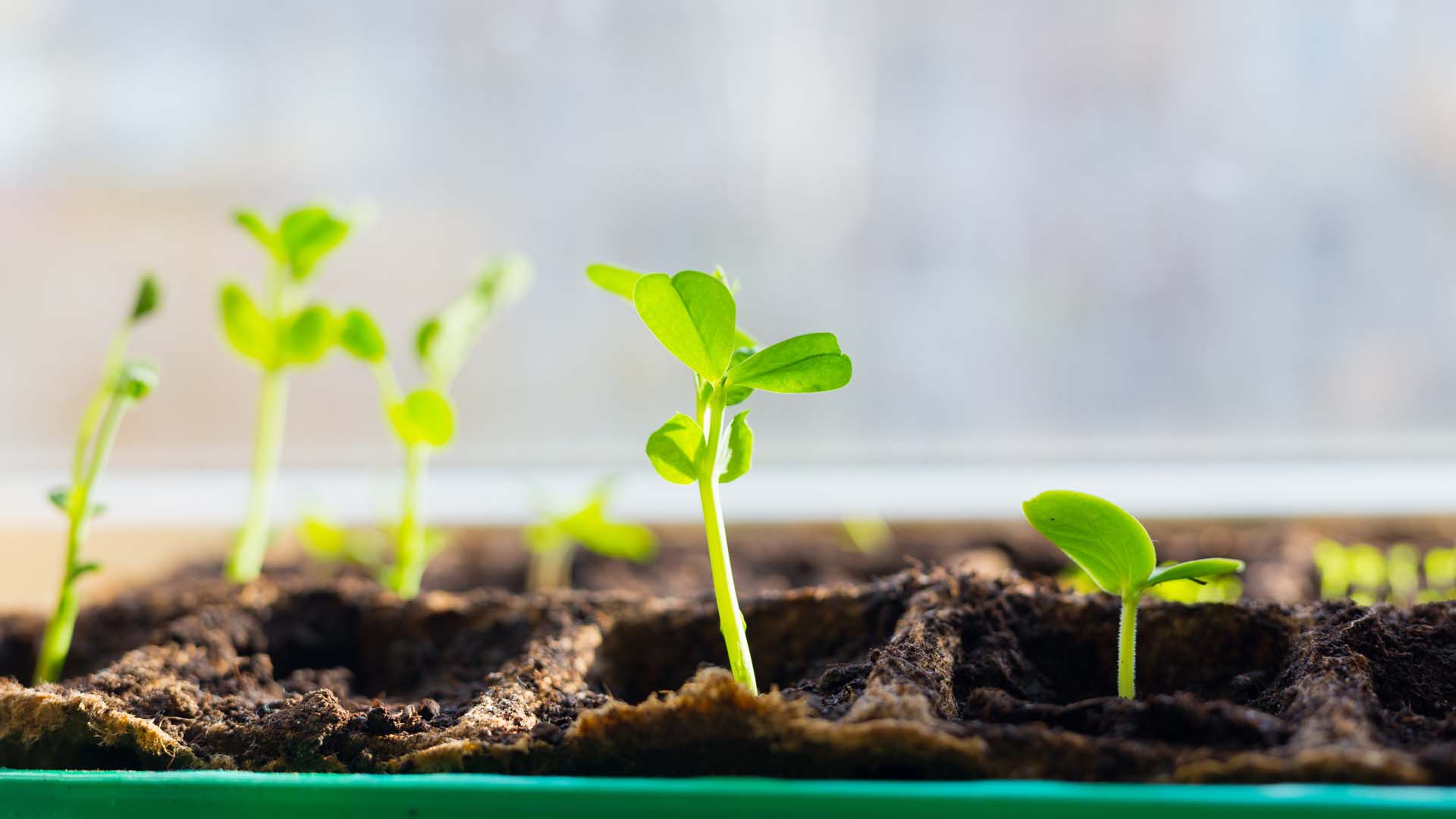 Some people soak sweet pea seeds overnight to ensure successful germination