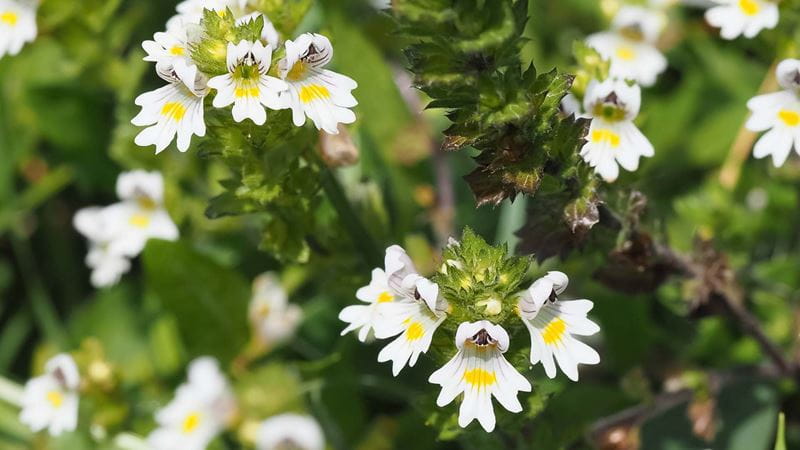 RHS suggests planting eyebright in longer grass that will be left uncut over summer