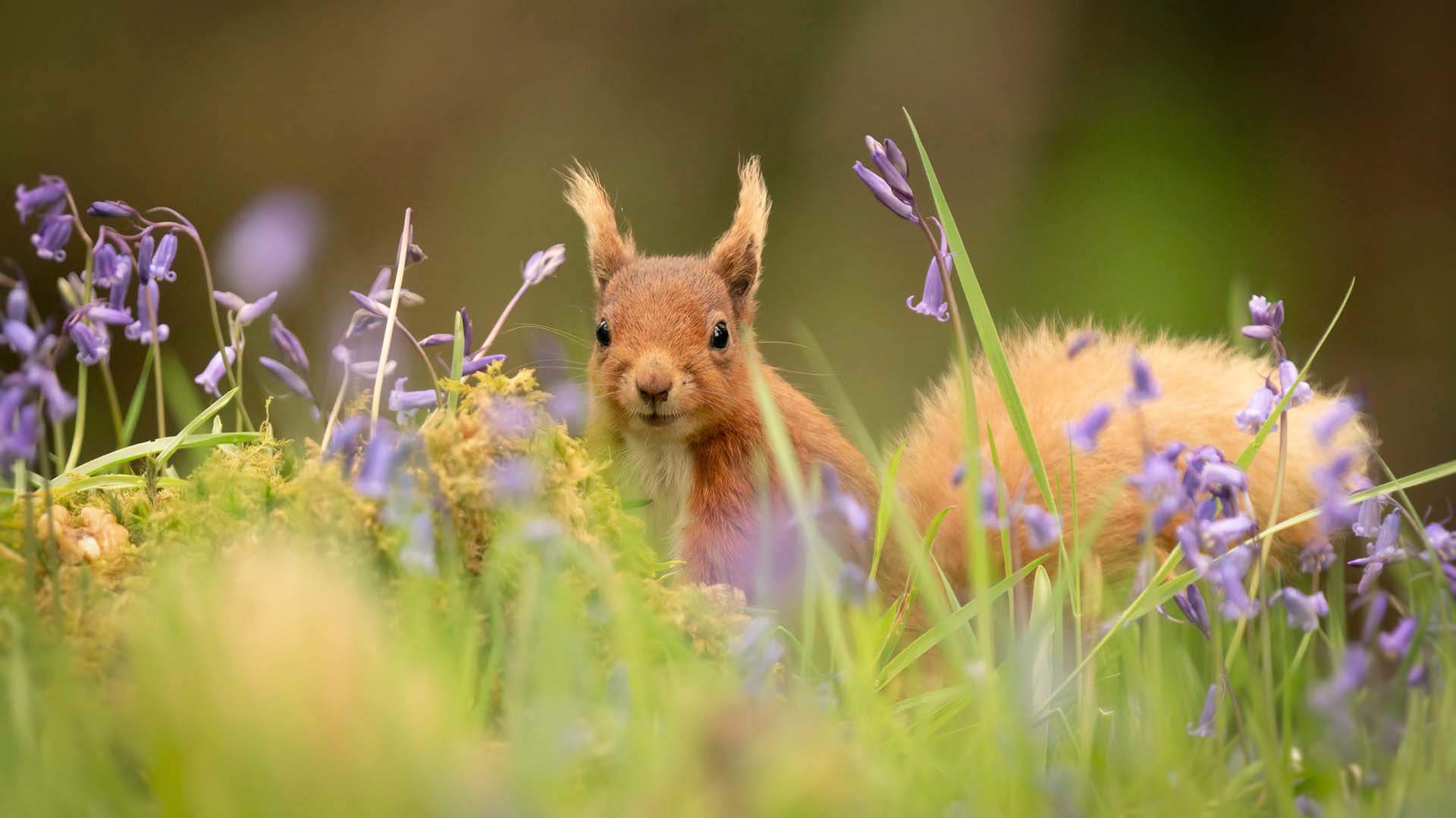 Red squirrels and pine martins are among the forest dwellers at Kinclaven