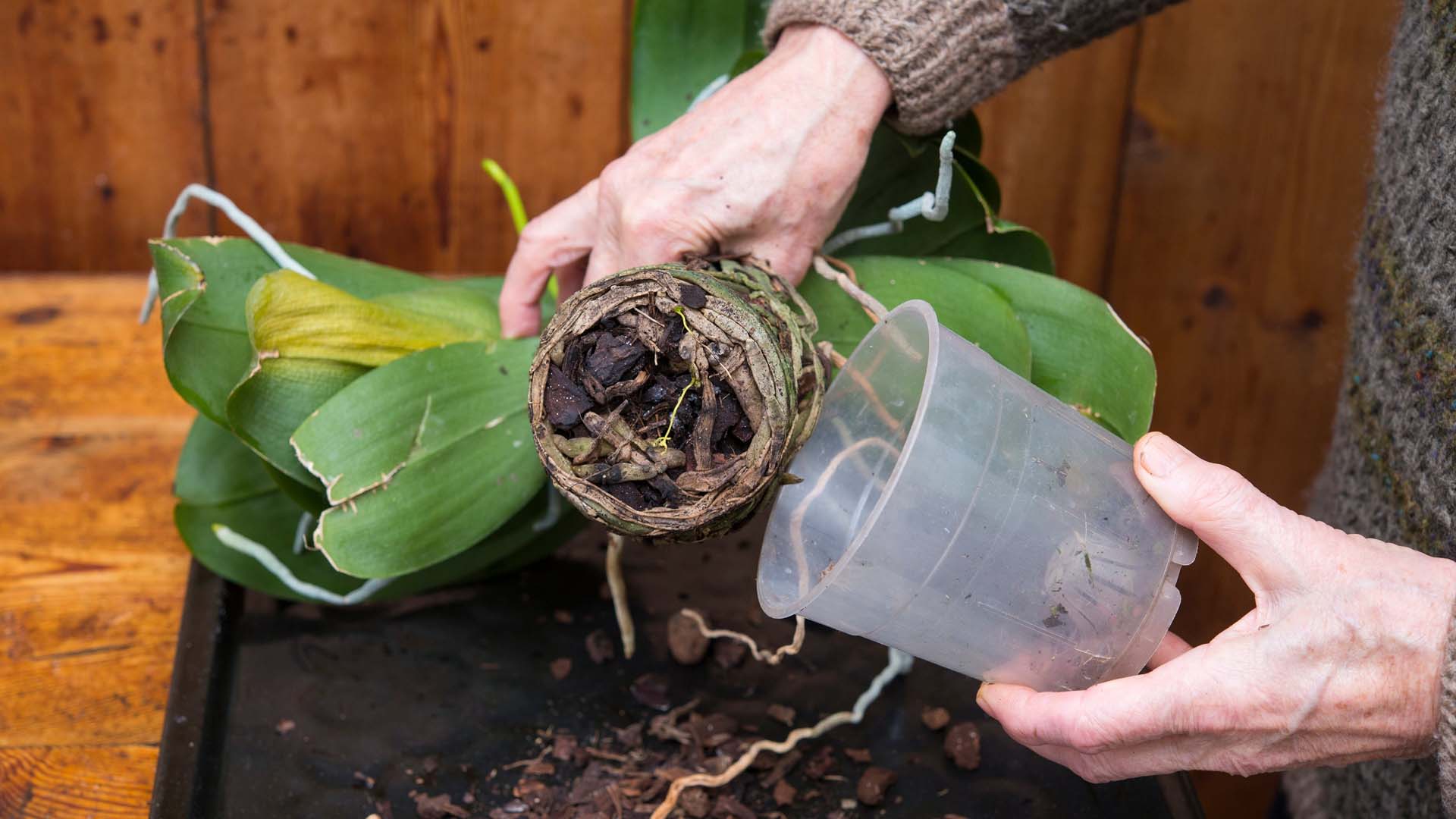 Someone repotting of moth orchid with damaged roots