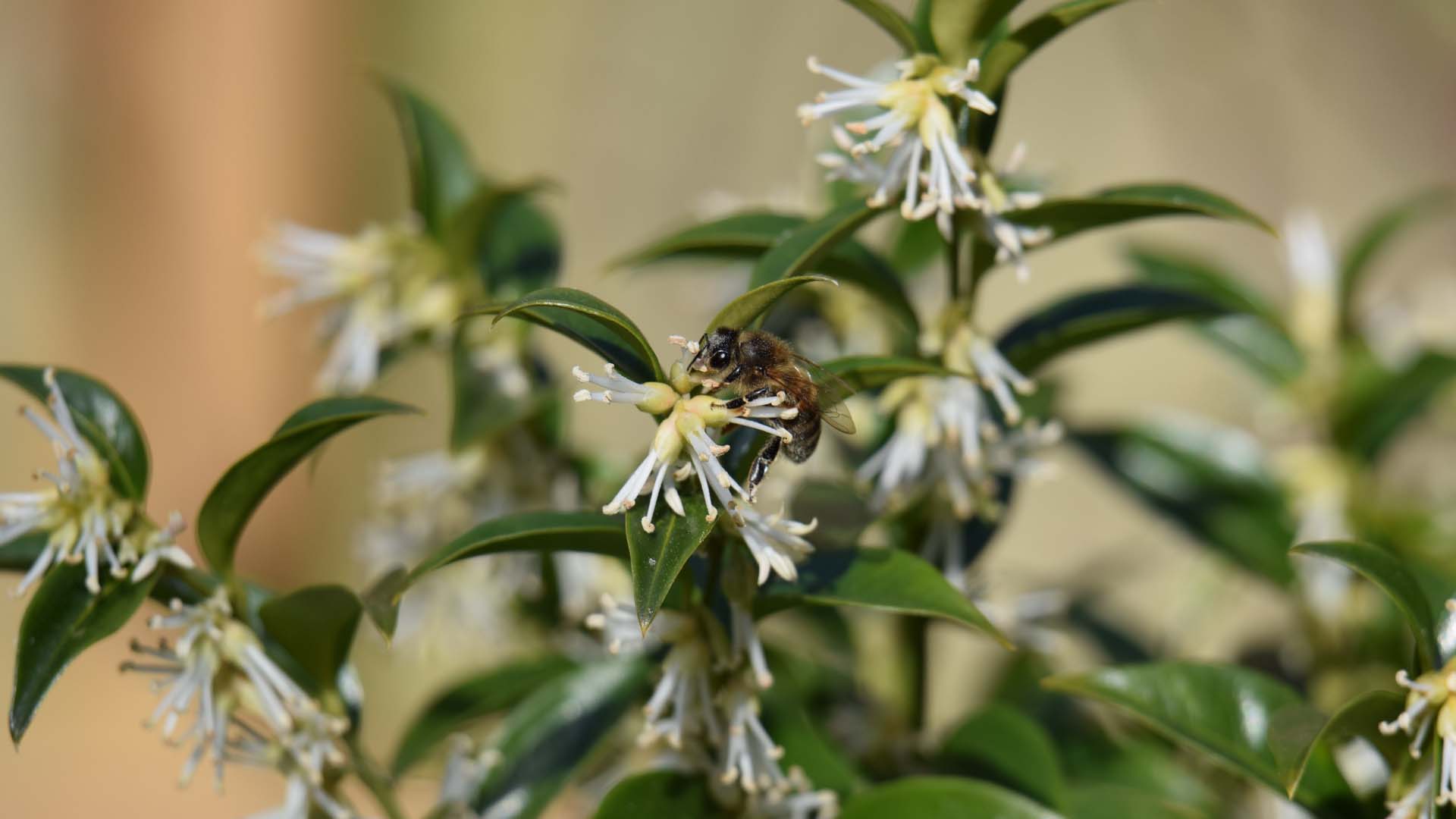 Sarcococca will attract honeybees as early as February