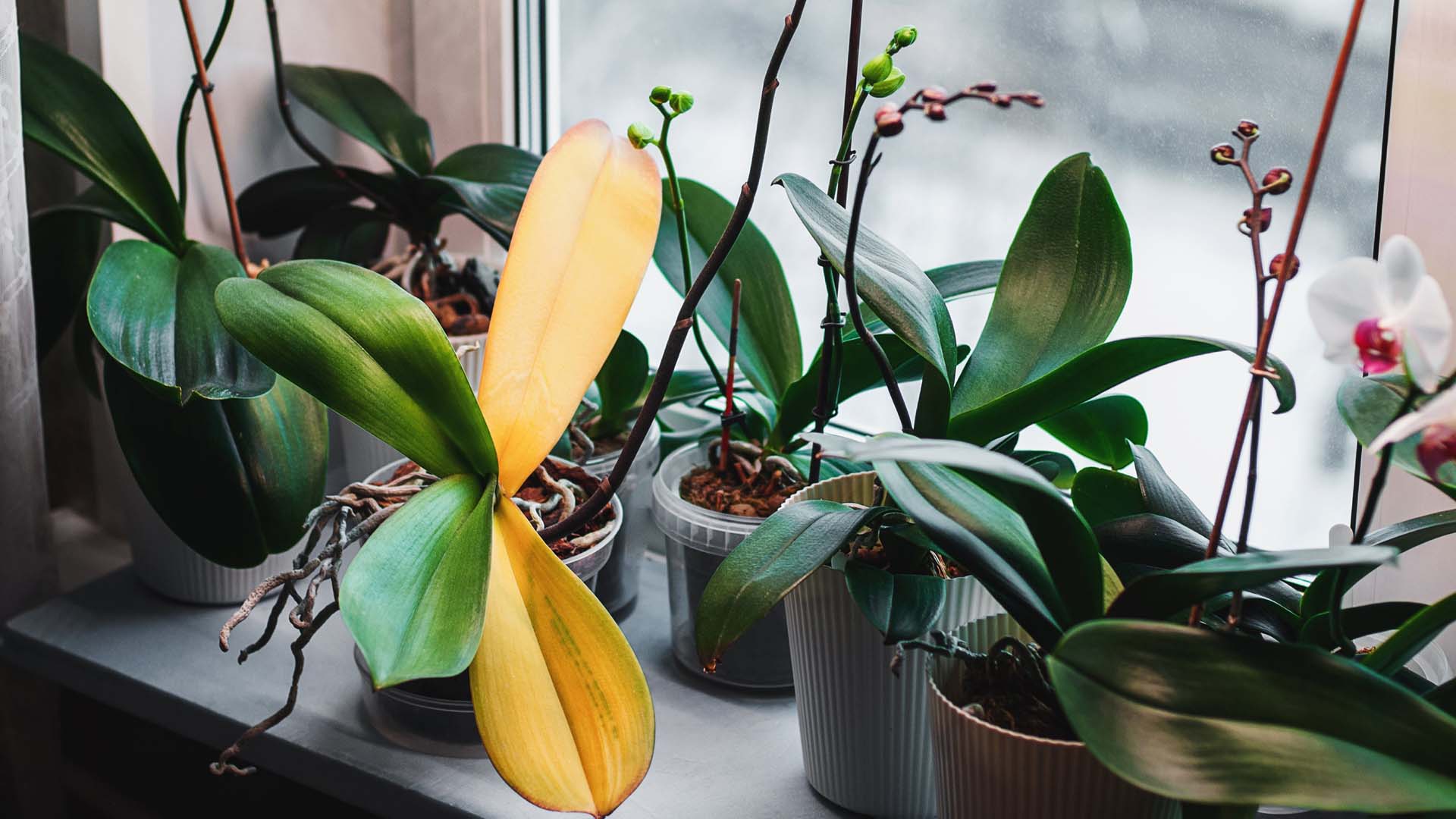 Phalaenopsis orchid leaves turning yellow due to root rot