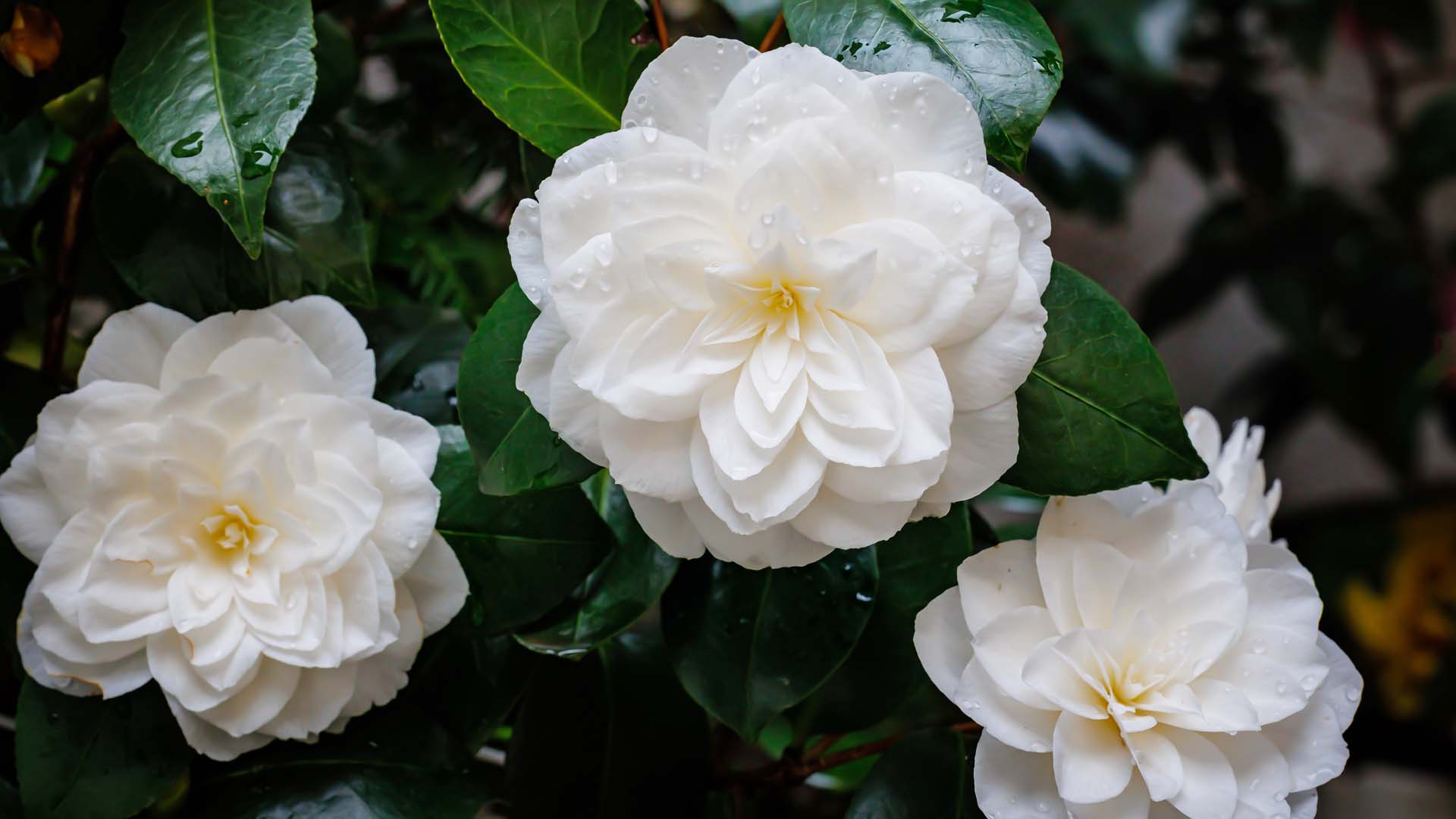 Camellia japonica 'Nuccio's Gem' flowers in spring, and will tolerate some shade