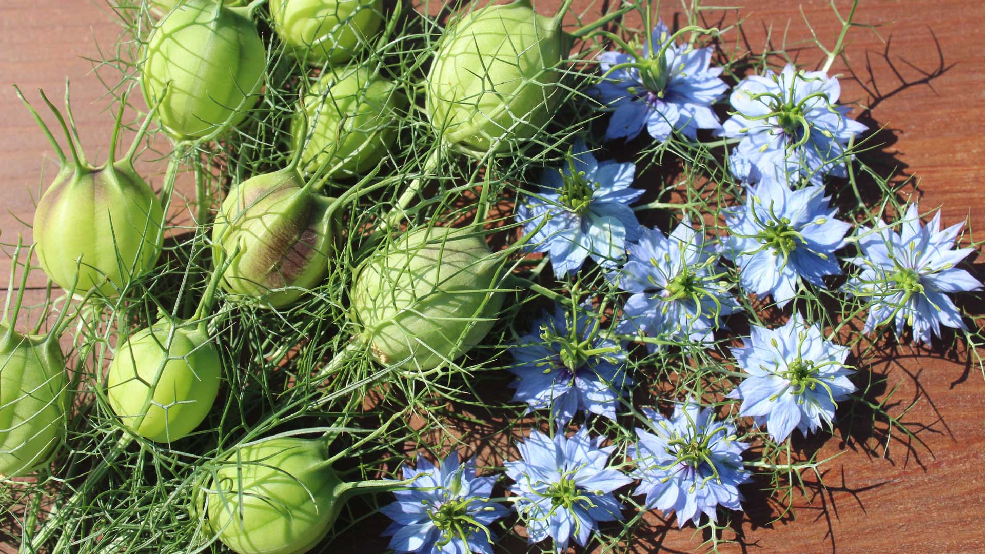 Love-in-a-mist flowers produce large seed heads