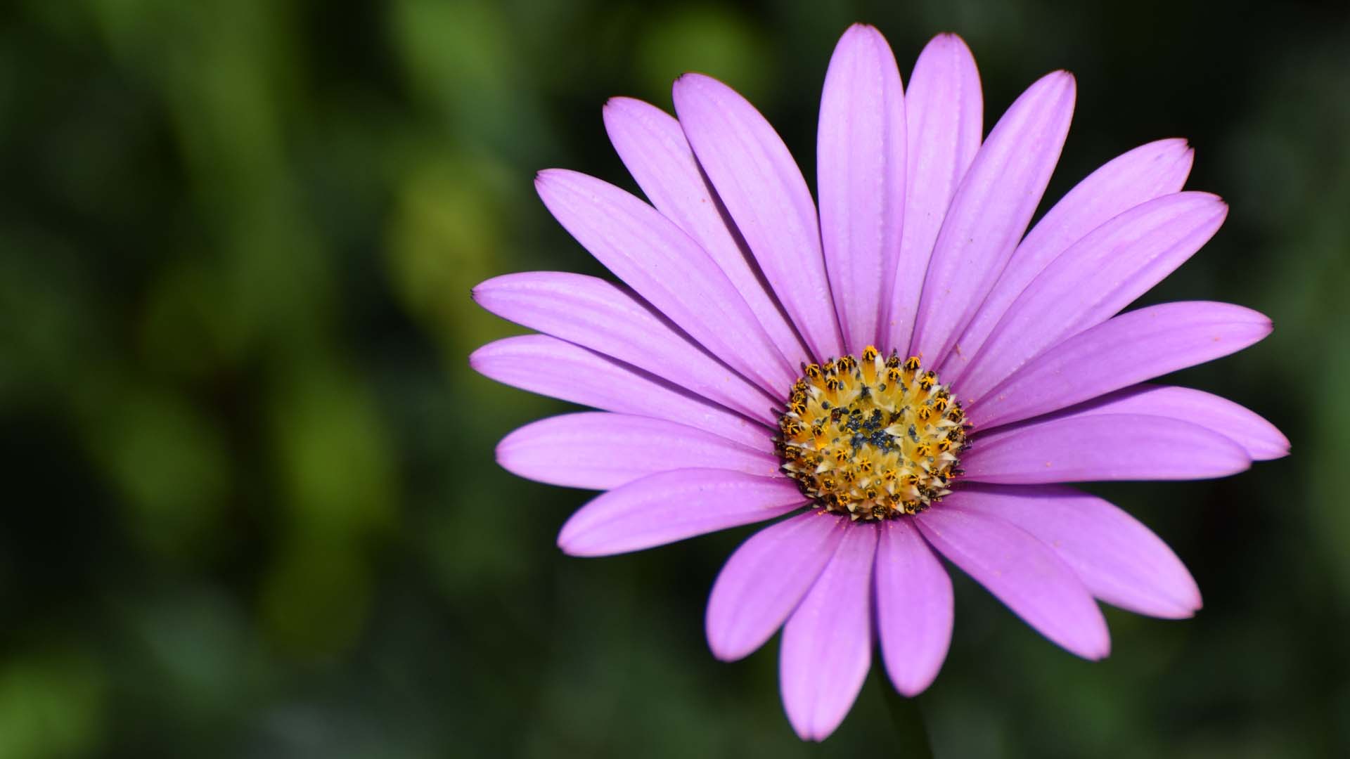 Osteospermum jucundum will appreciate a south-facing sunny spot