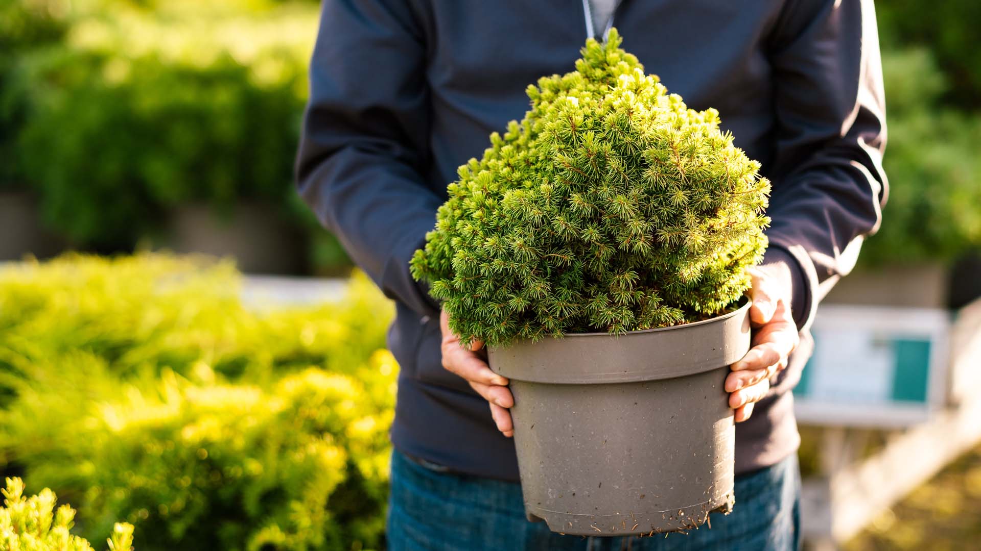 Dwarf conifers can pad out a raised bed with thick foliage
