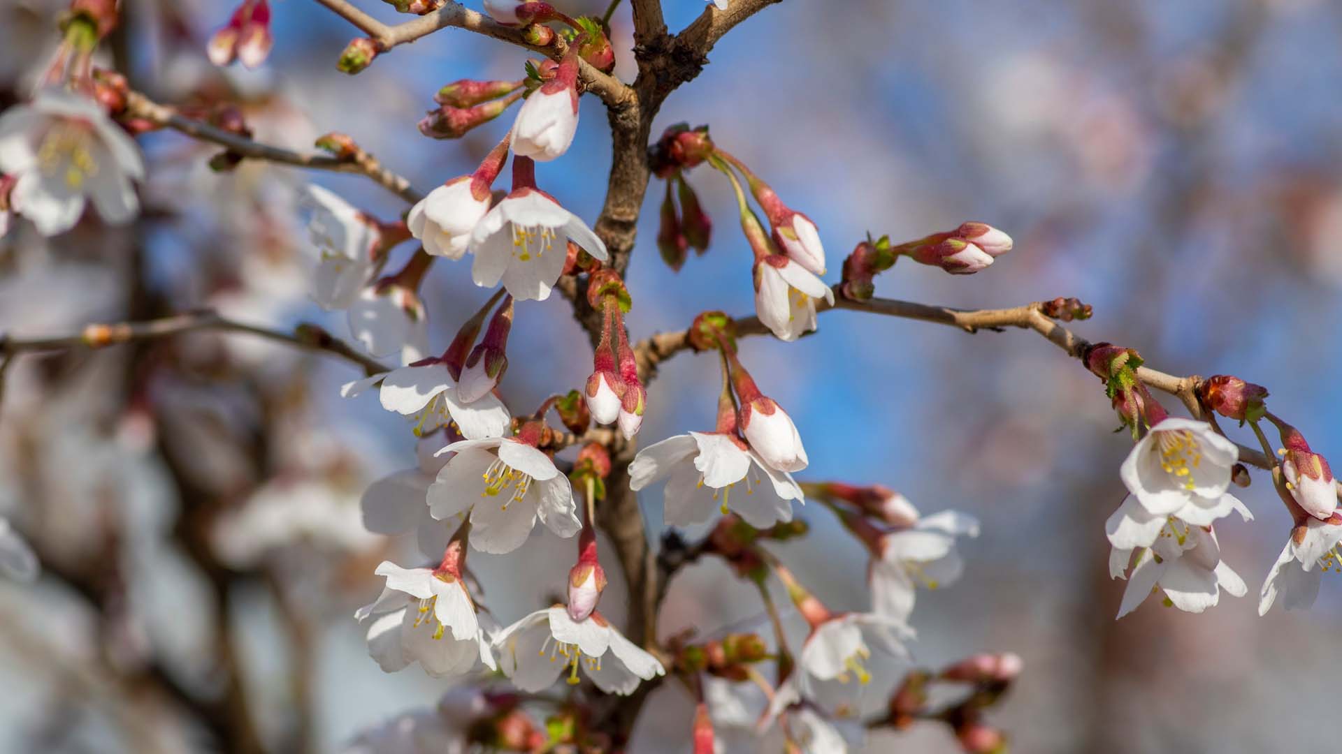Prunus incisa 'Kojou-no-mai' has unusual stem patterns and is ideal for growing in a pot