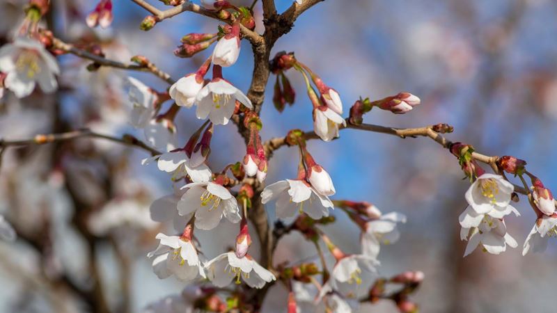 Prunus incisa 'Kojou-no-mai' has unusual stem patterns and is ideal for growing in a pot