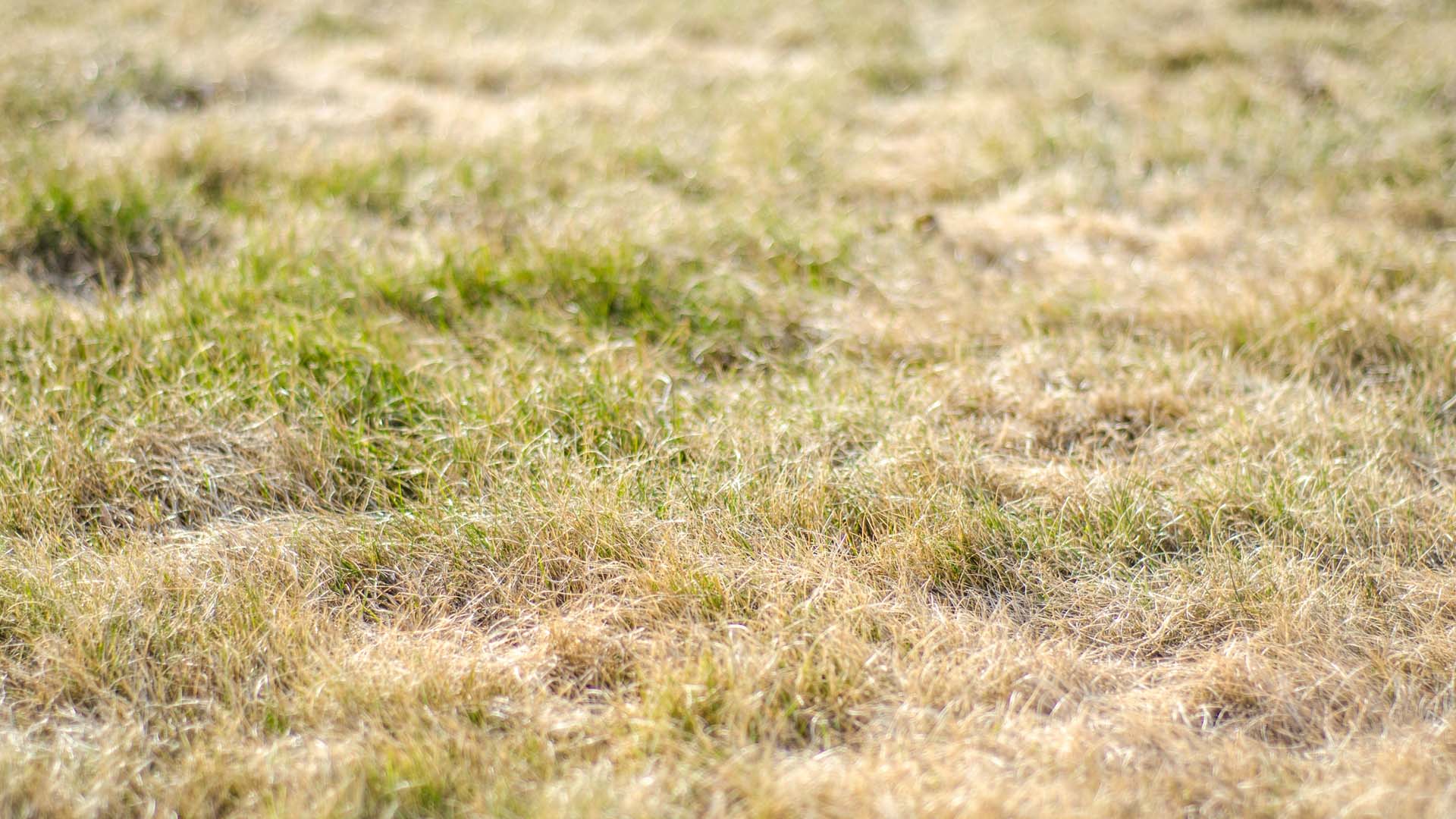 Very short lawns can often turn brown and dry out in hot spells of weather